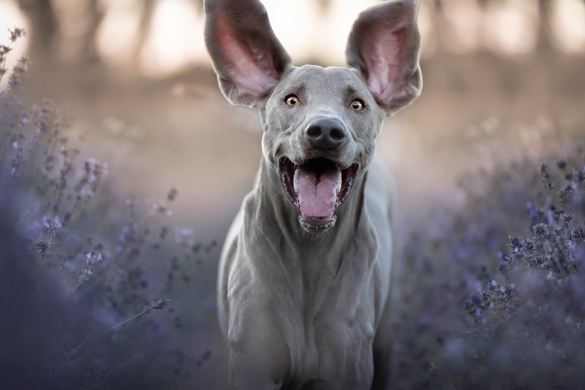 Free download wallpaper Dogs, Animal, Weimaraner on your PC desktop