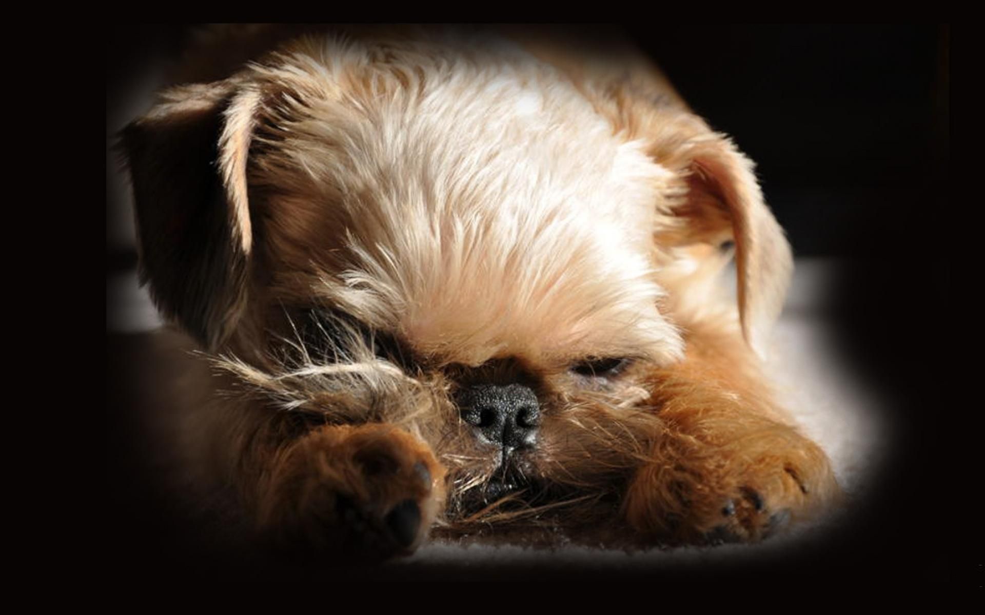 Free download wallpaper Dog, Animal, Lying Down on your PC desktop