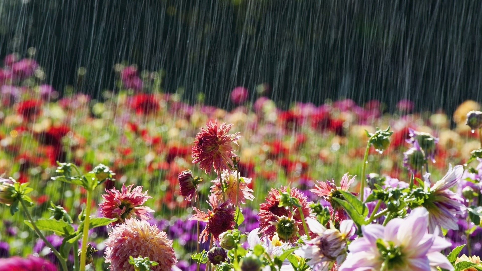 Free download wallpaper Nature, Rain, Flower, Photography on your PC desktop