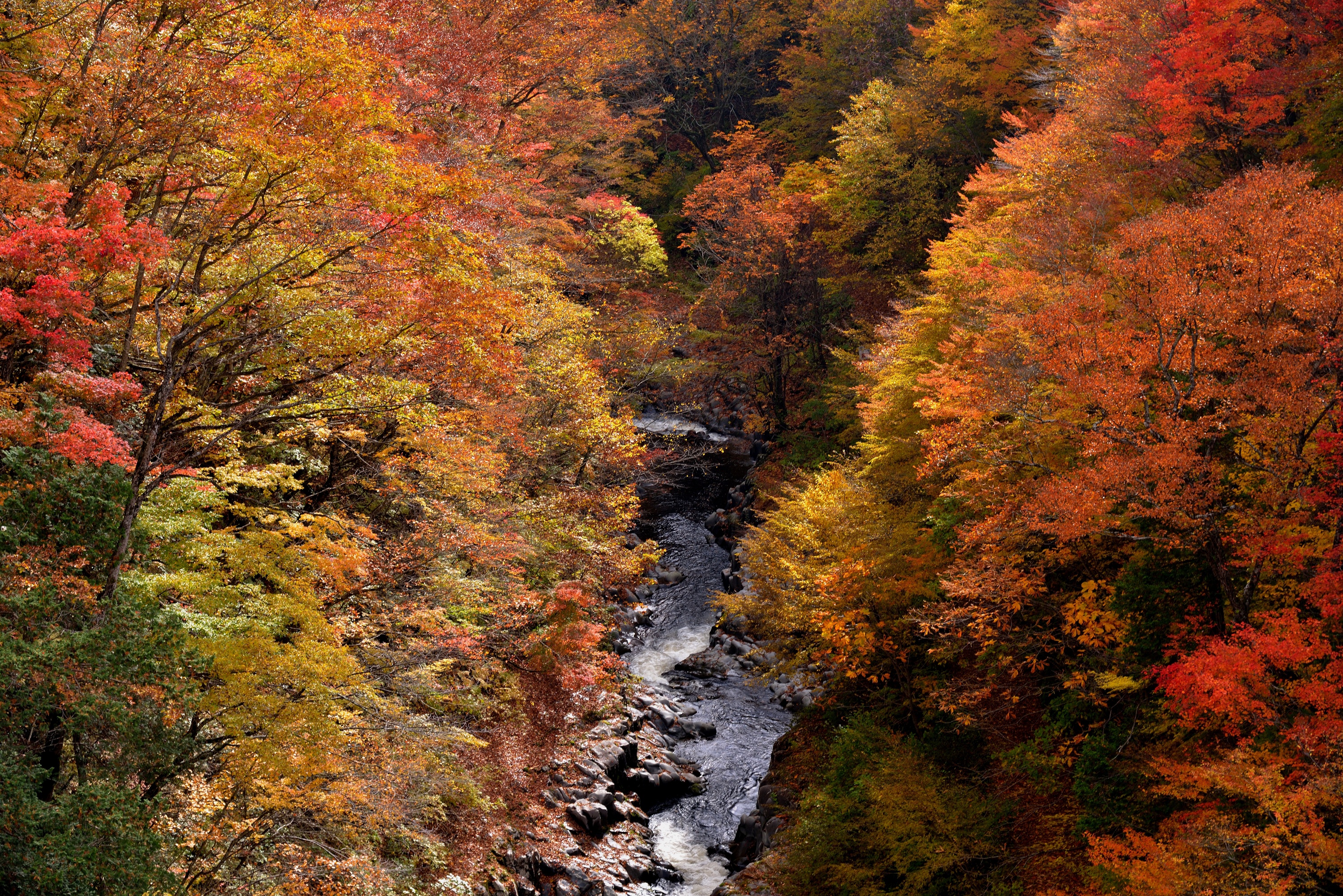 Скачать картинку Природа, Осень, Дерево, Ручей, Земля/природа в телефон бесплатно.