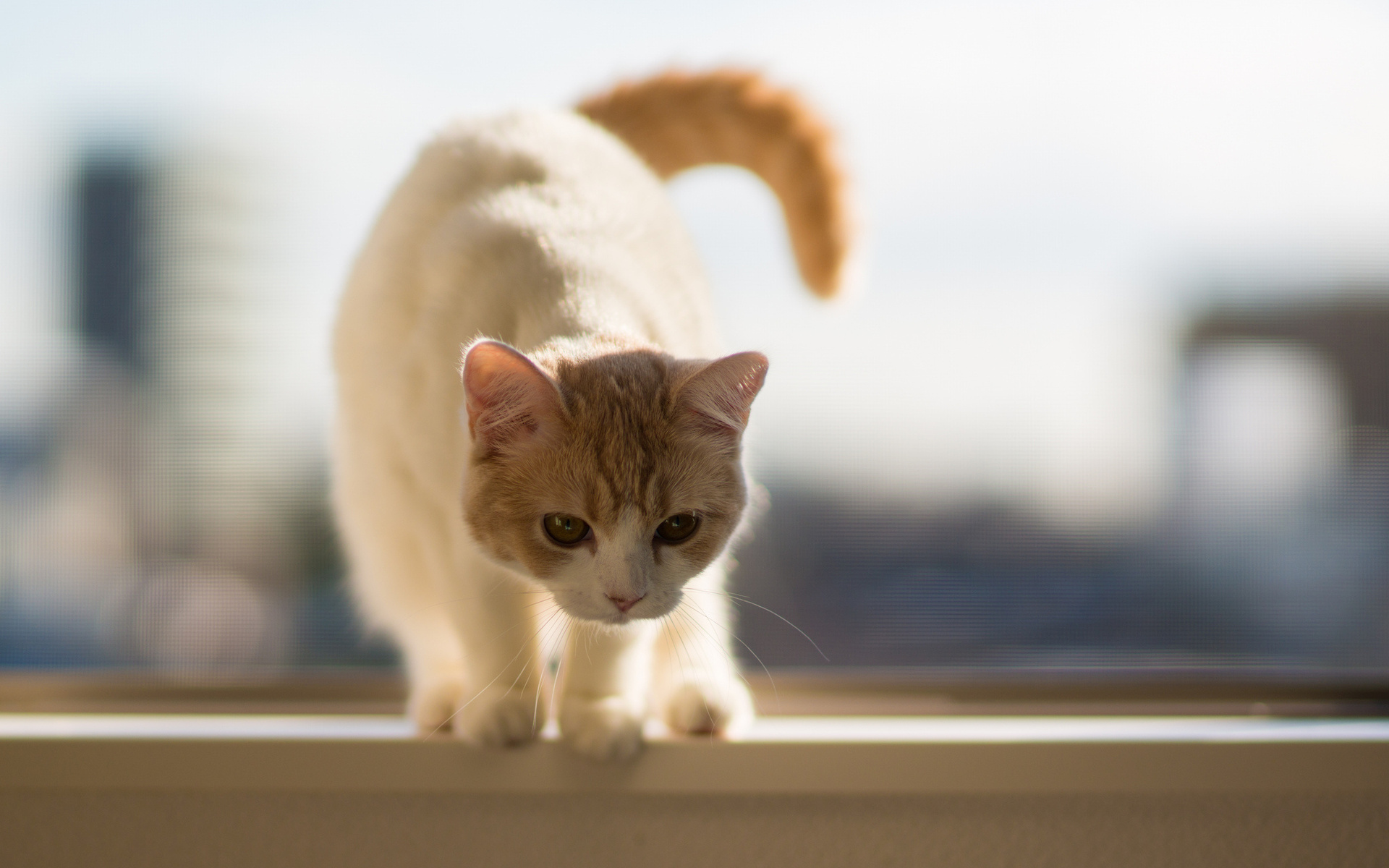 Téléchargez gratuitement l'image Animaux, Chats, Chat sur le bureau de votre PC