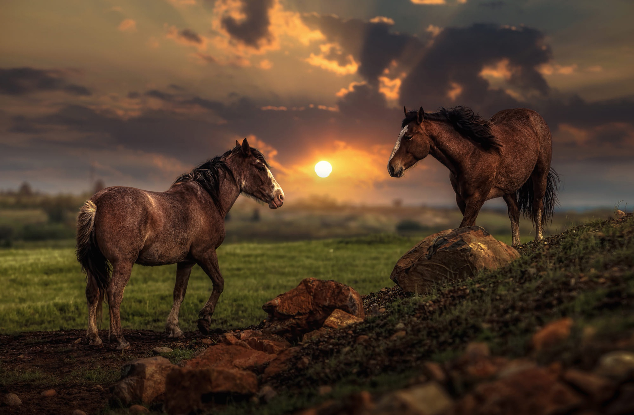 Handy-Wallpaper Tiere, Hauspferd kostenlos herunterladen.