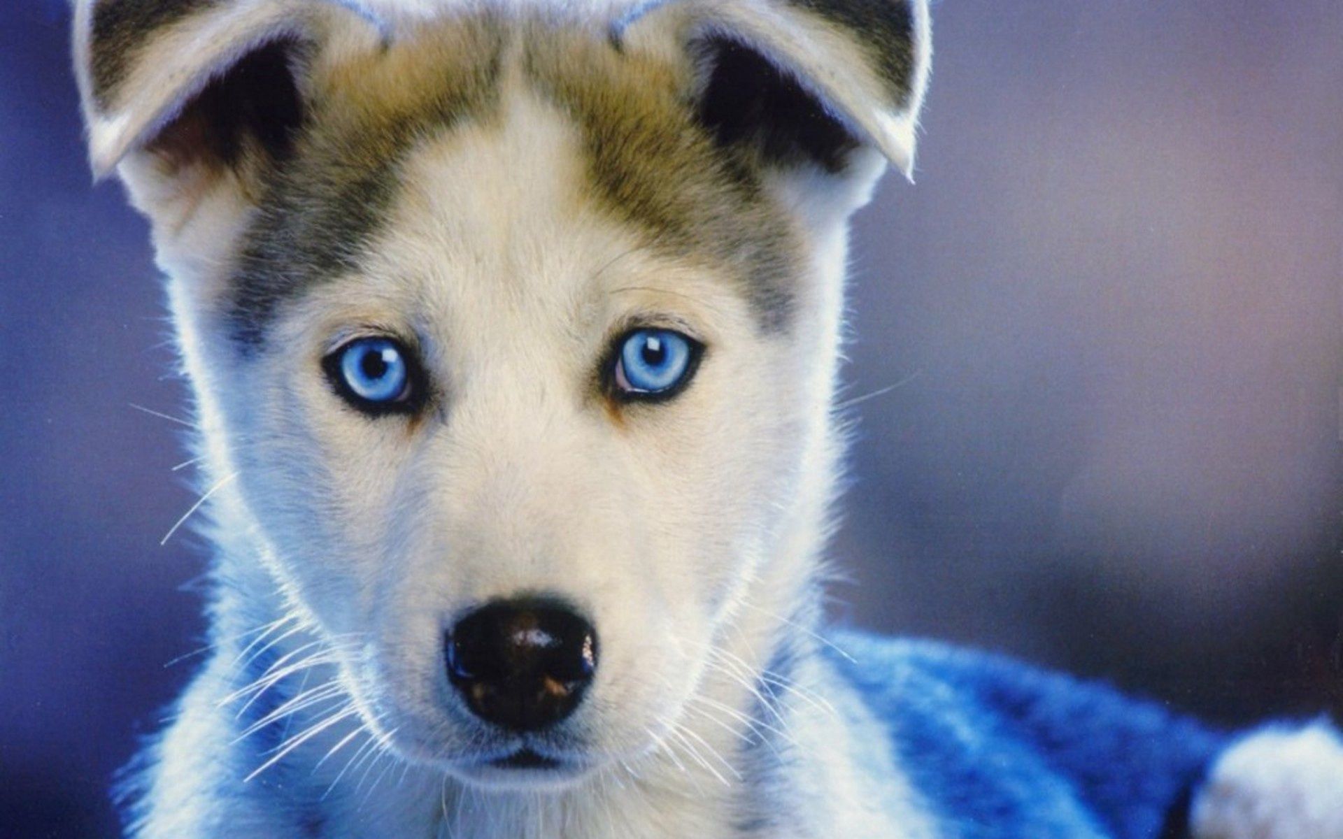 78900画像をダウンロード動物, 子犬, キッド, トット, ハスキー, ハスカ, 青い目をした, 青い目-壁紙とスクリーンセーバーを無料で