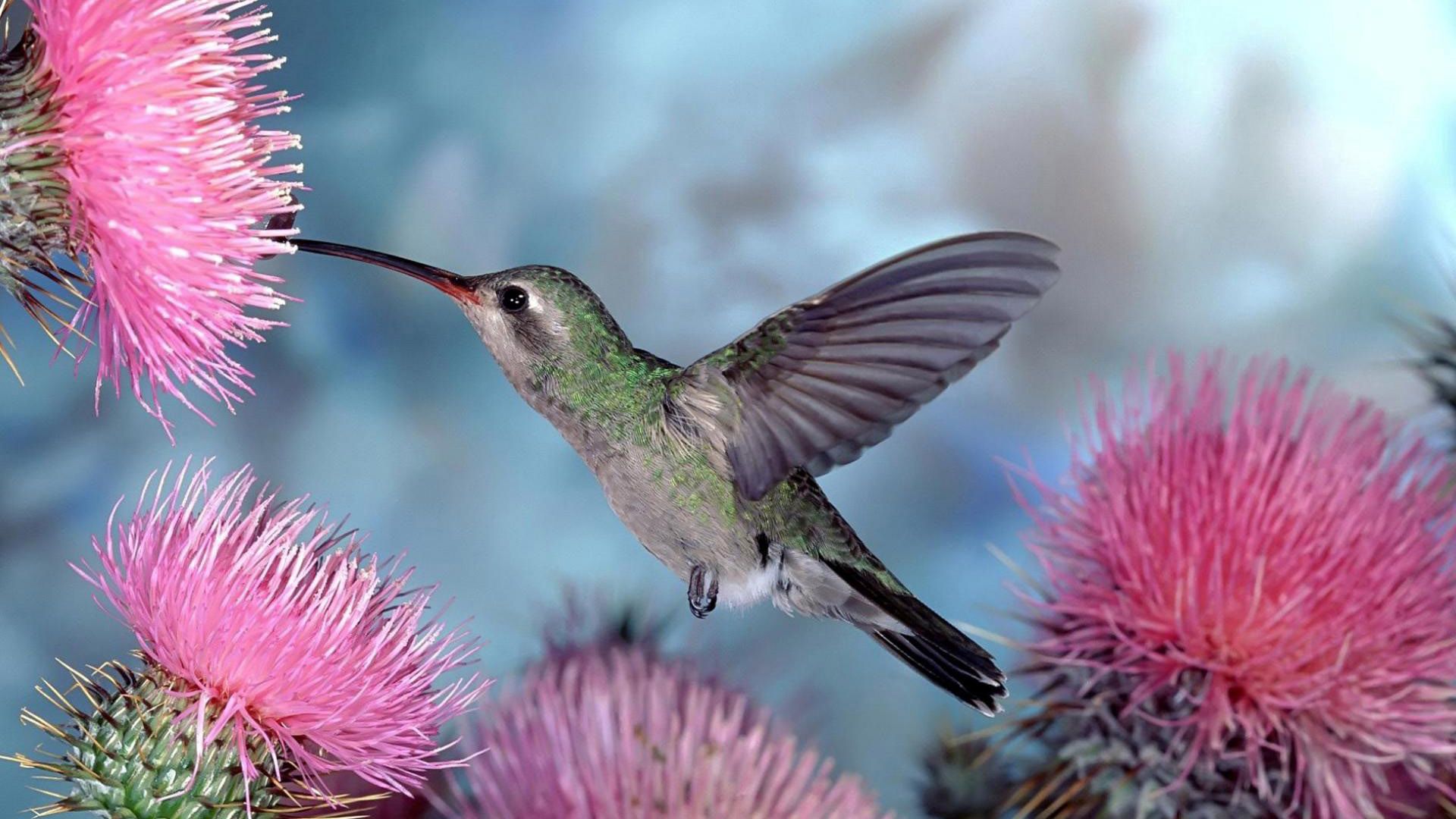 125268 descargar imagen animales, colibríes, pájaro, vuelo, ola, barrer: fondos de pantalla y protectores de pantalla gratis