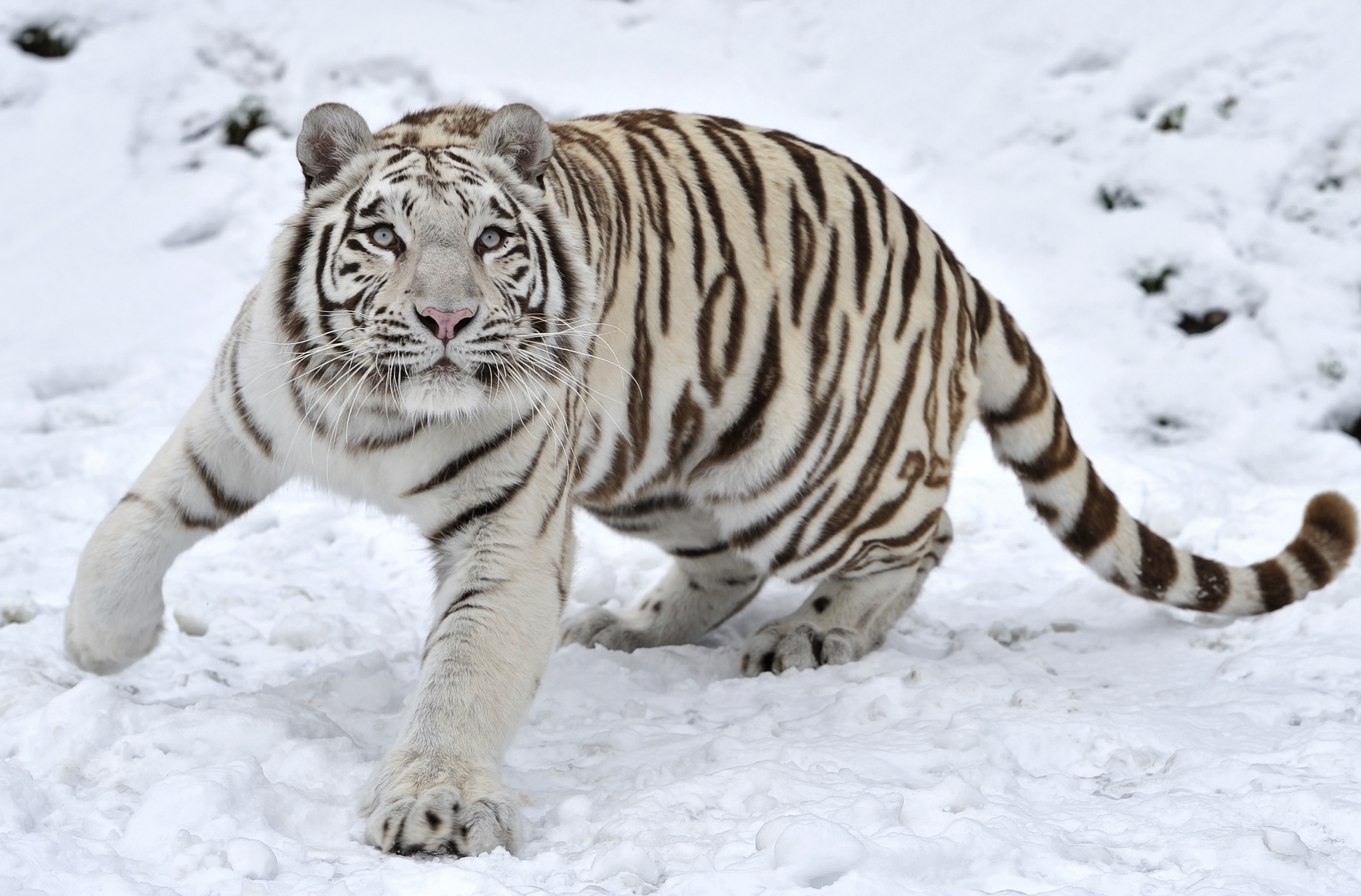 Descarga gratuita de fondo de pantalla para móvil de Albino, Nieve, Tigre, Invierno, Animales.