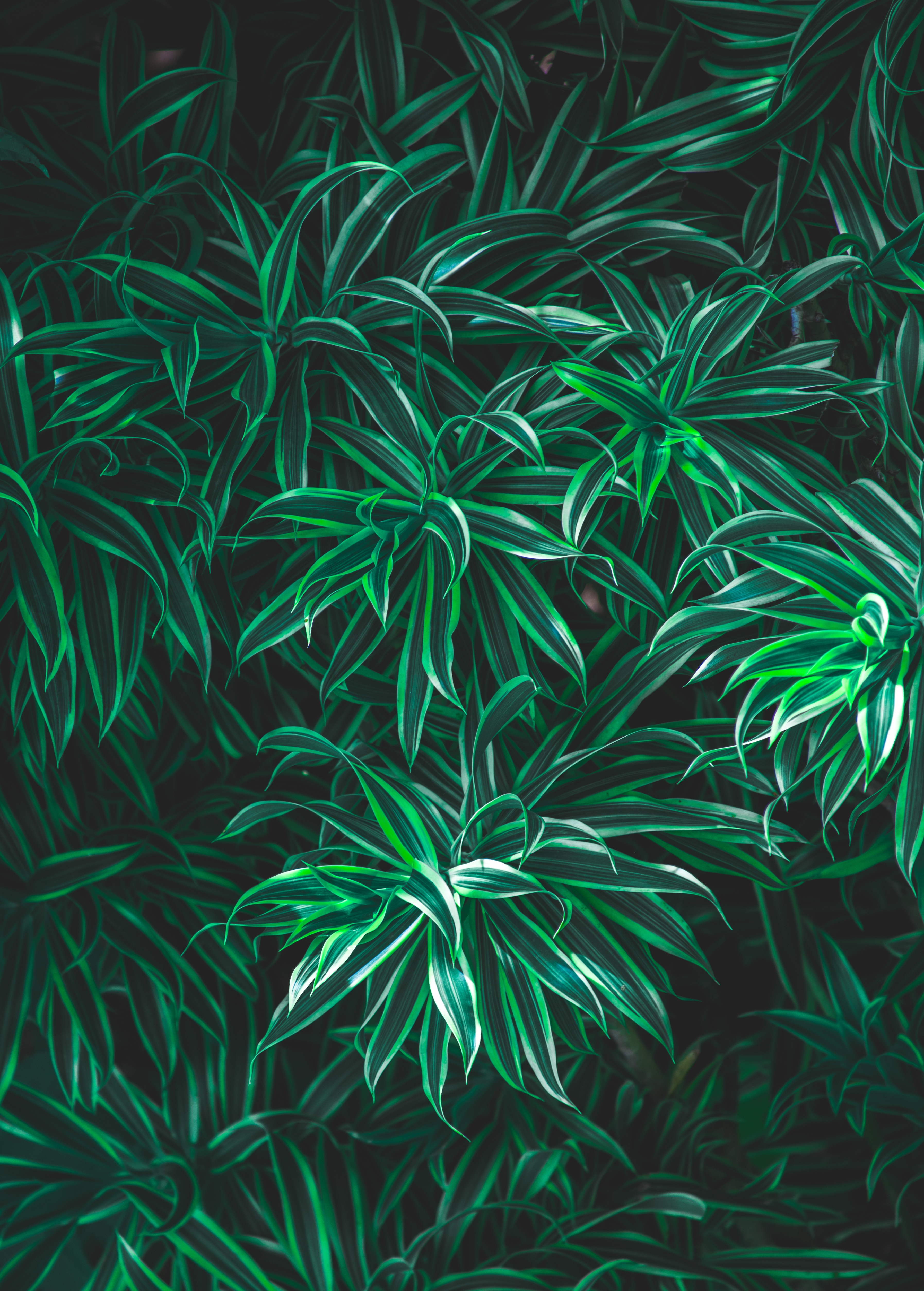Download mobile wallpaper Vegetation, Striped, Grass, Leaves, Plant, Macro for free.