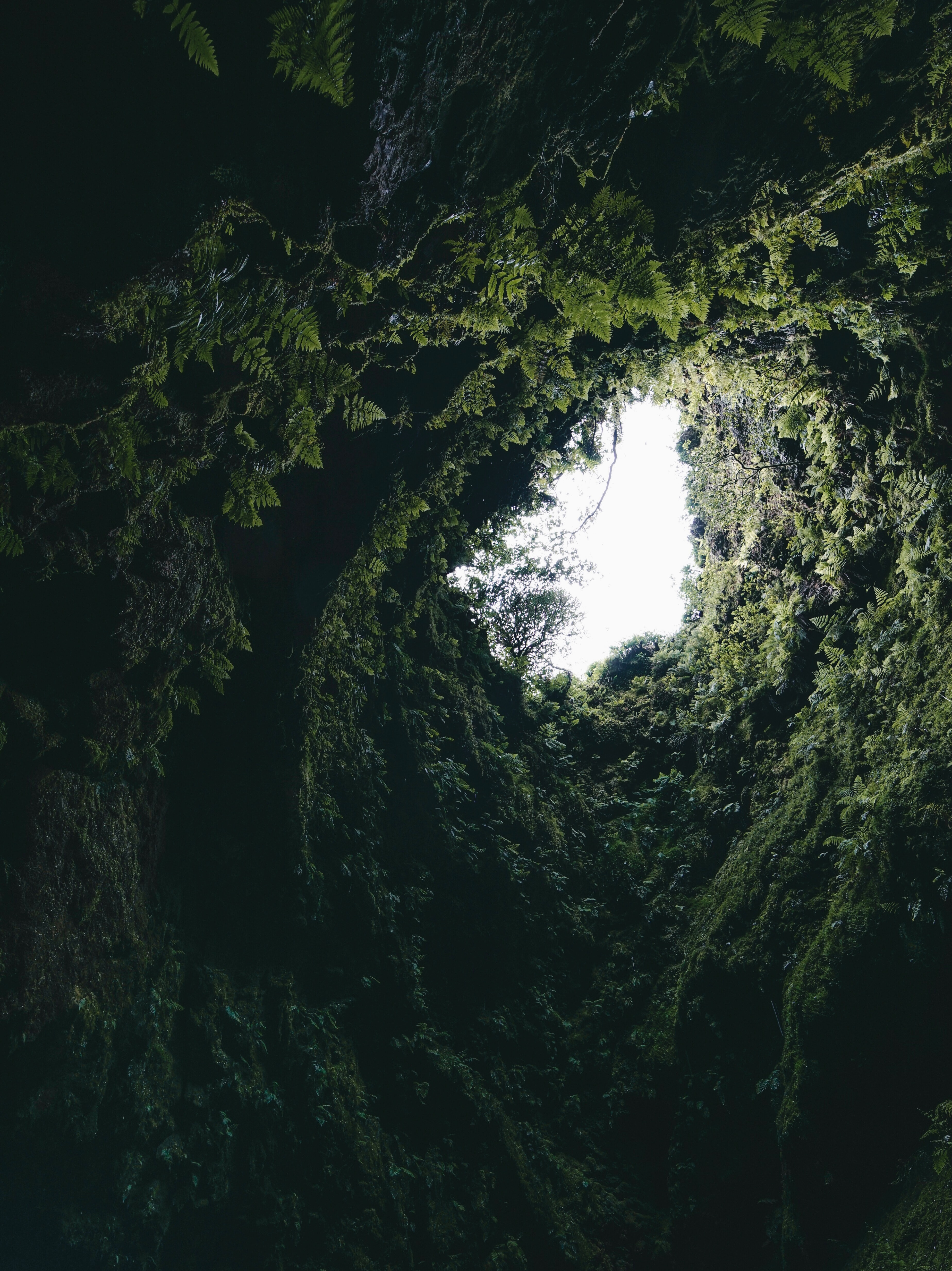 fern, dark, nature, plants, moss, cave phone background