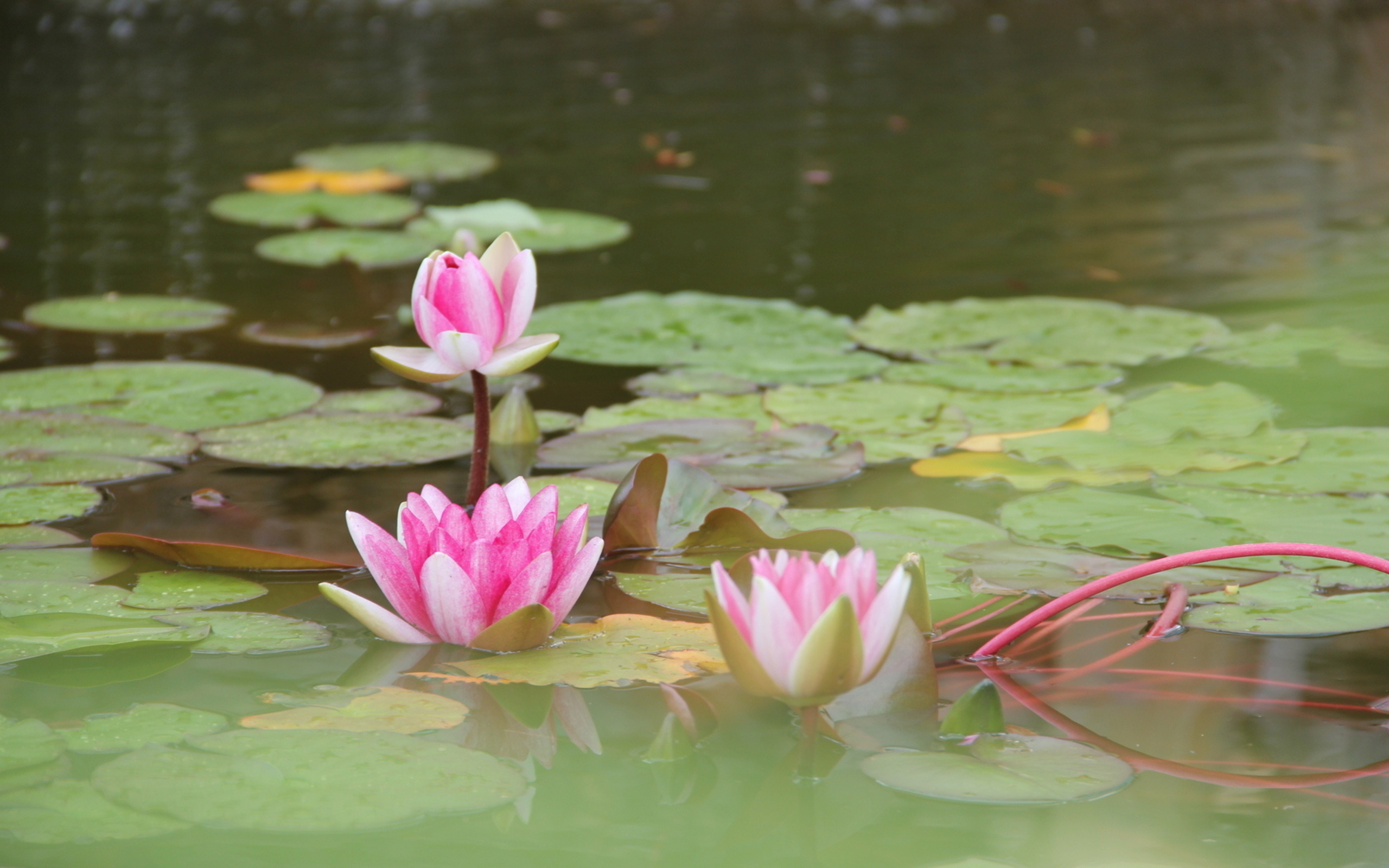 Download mobile wallpaper Lotus, Flowers, Earth for free.