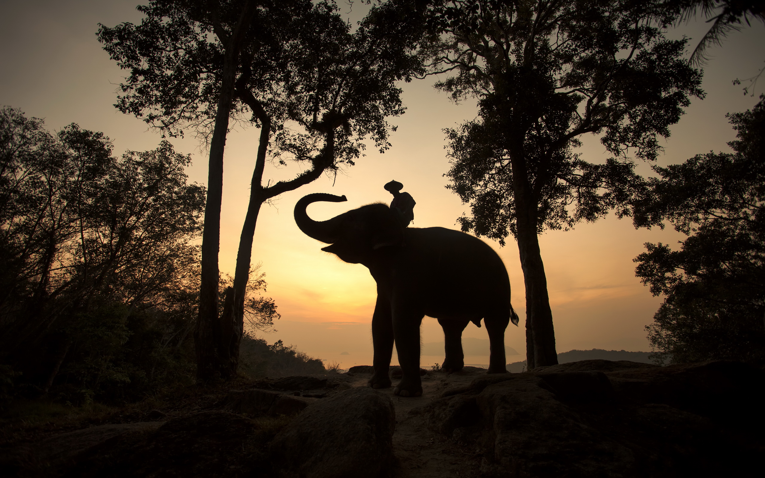 Скачати мобільні шпалери Азіатський Слон, Слони, Таїланд, Тварина безкоштовно.
