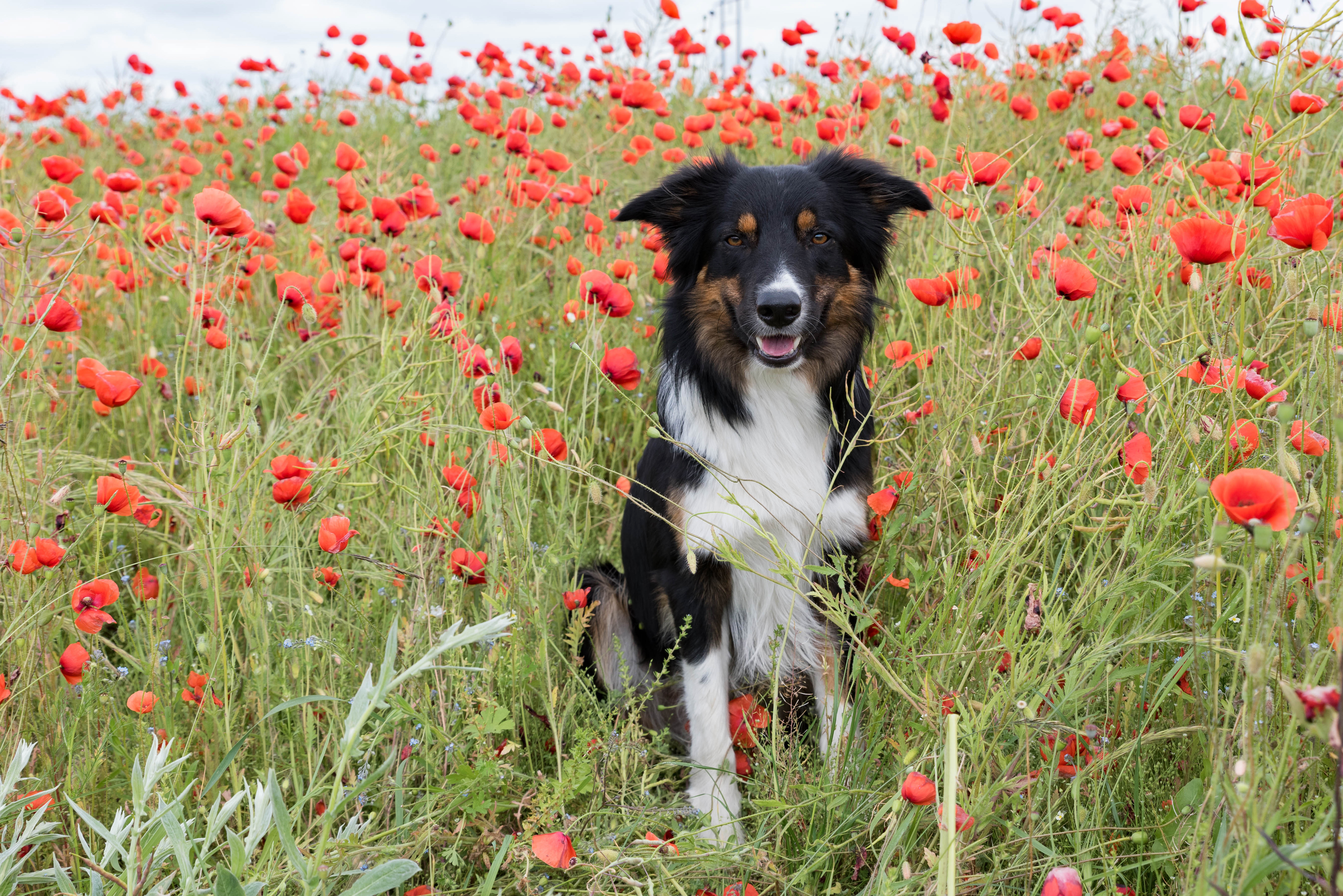 Download mobile wallpaper Dogs, Summer, Flower, Dog, Animal, Poppy, Border Collie, Red Flower for free.
