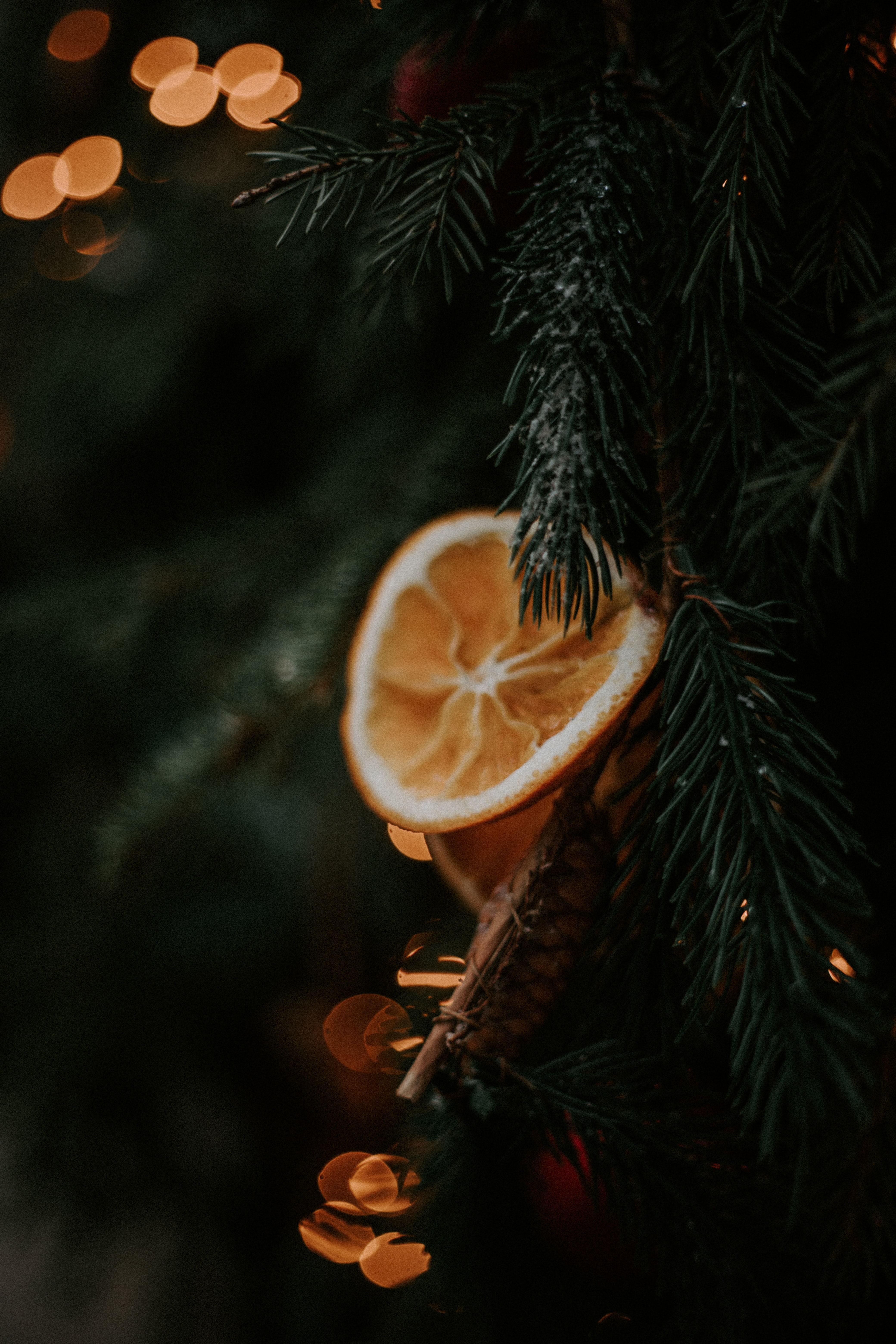 79551 Hintergrundbild herunterladen orange, makro, ast, zweig, weihnachtsbaum, lobule, nelke - Bildschirmschoner und Bilder kostenlos
