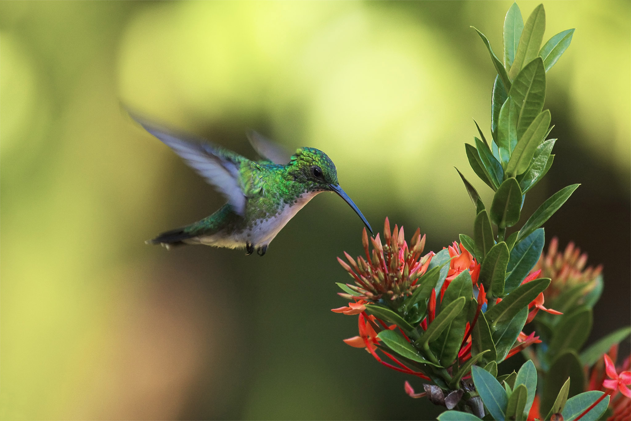 Free download wallpaper Birds, Flower, Bird, Animal, Blossom, Hummingbird on your PC desktop