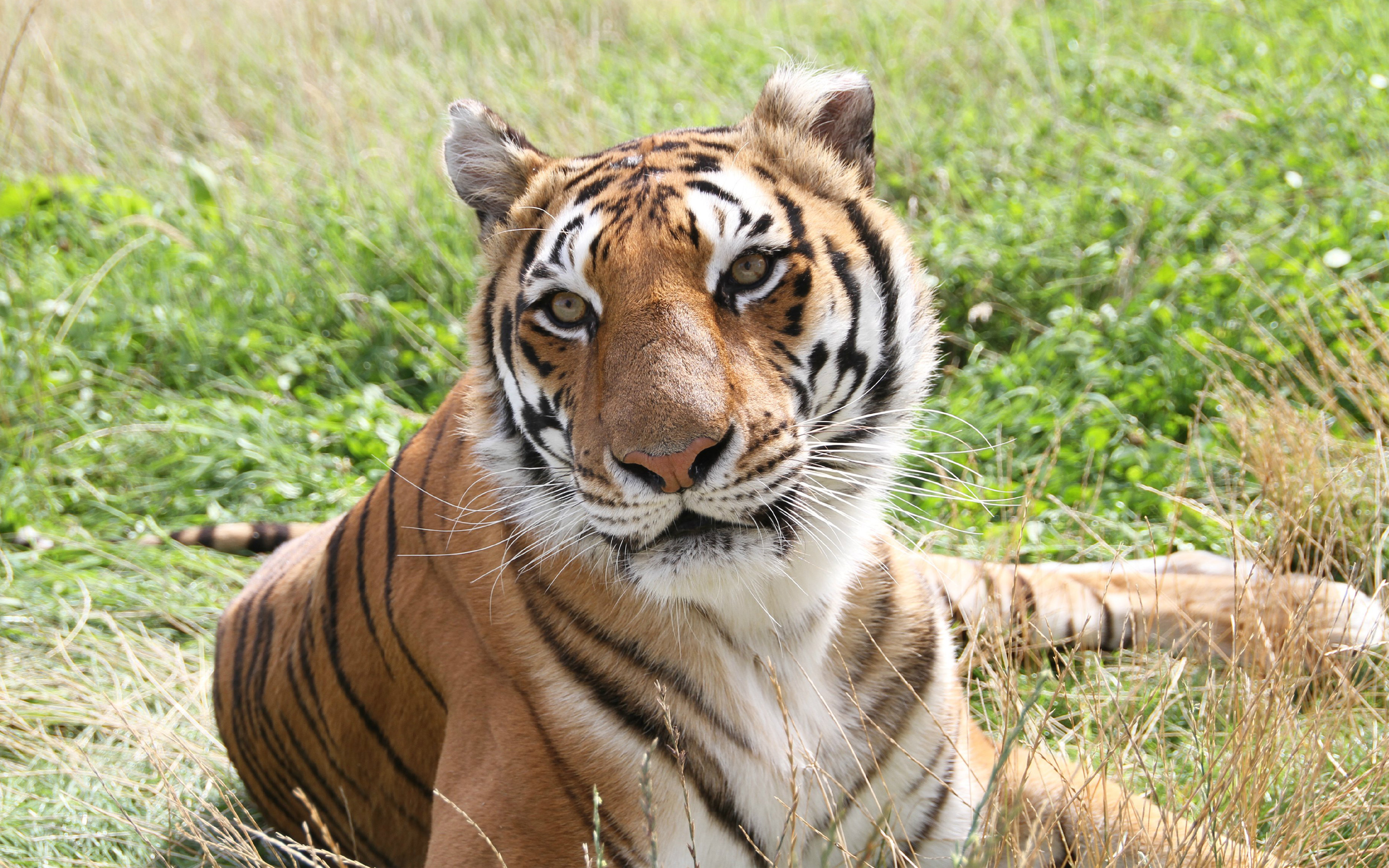 Baixar papel de parede para celular de Animais, Gatos, Tigre gratuito.