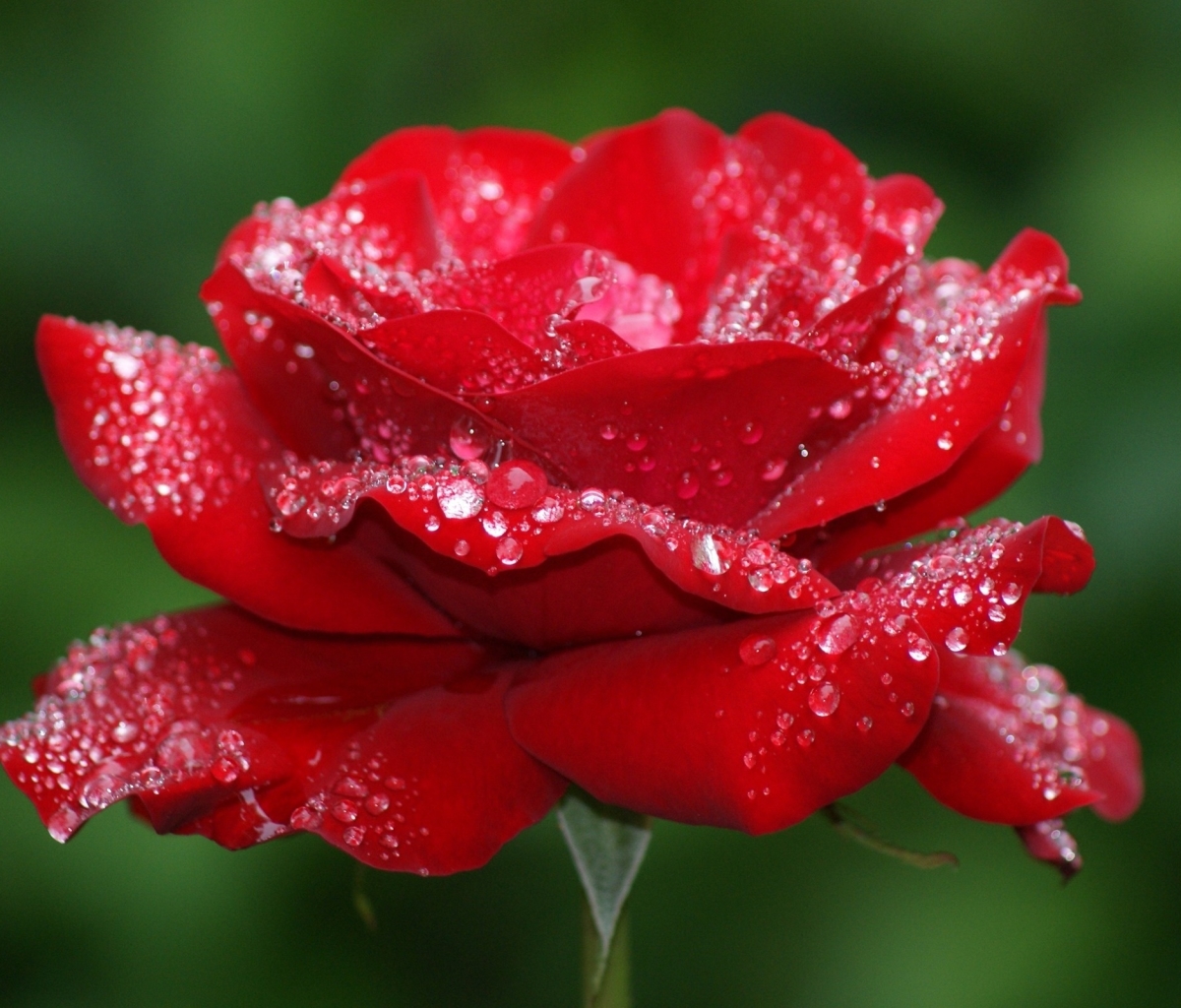 Handy-Wallpaper Blumen, Blume, Rose, Rote Rose, Wassertropfen, Erde/natur kostenlos herunterladen.