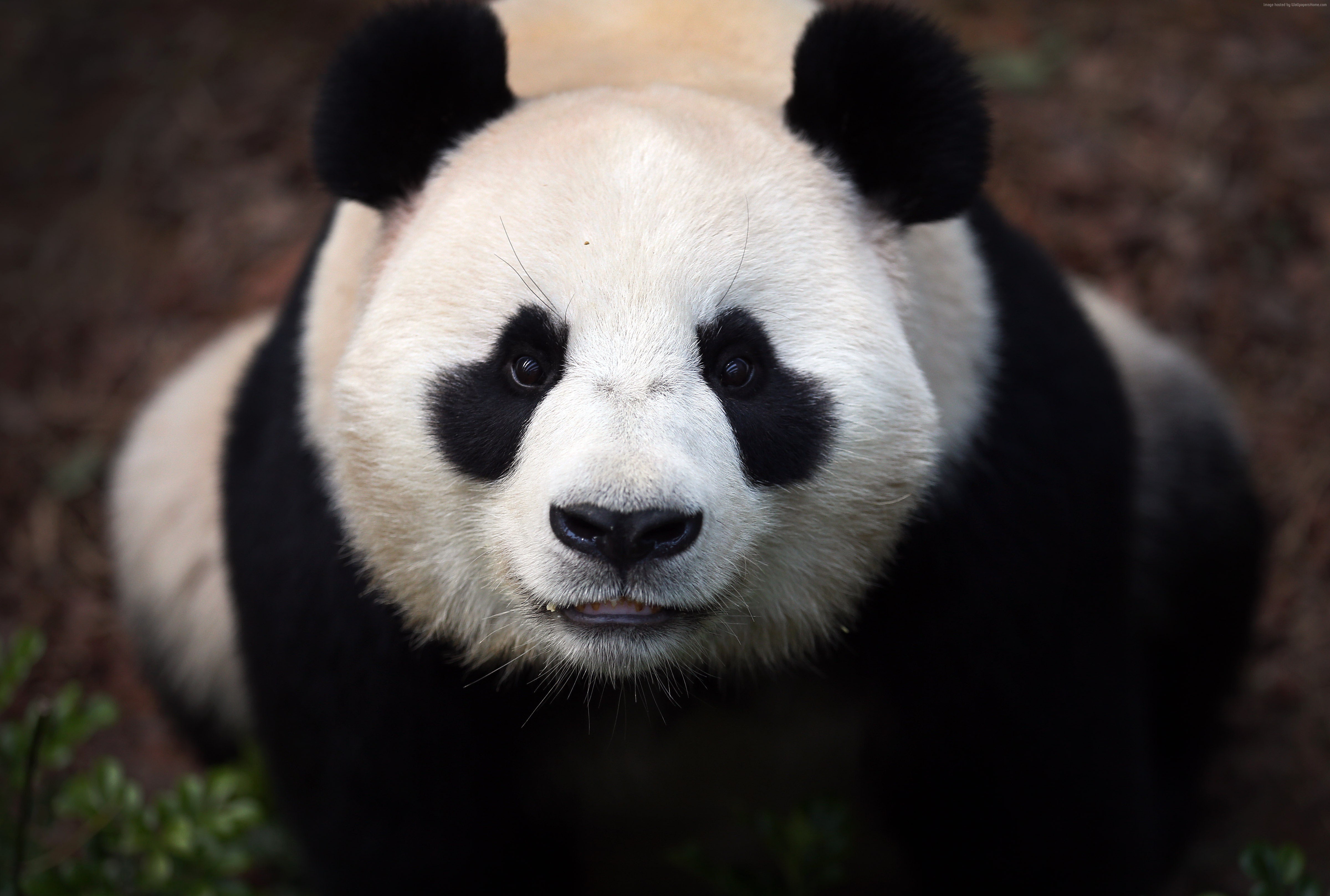 Téléchargez des papiers peints mobile Animaux, Panda gratuitement.