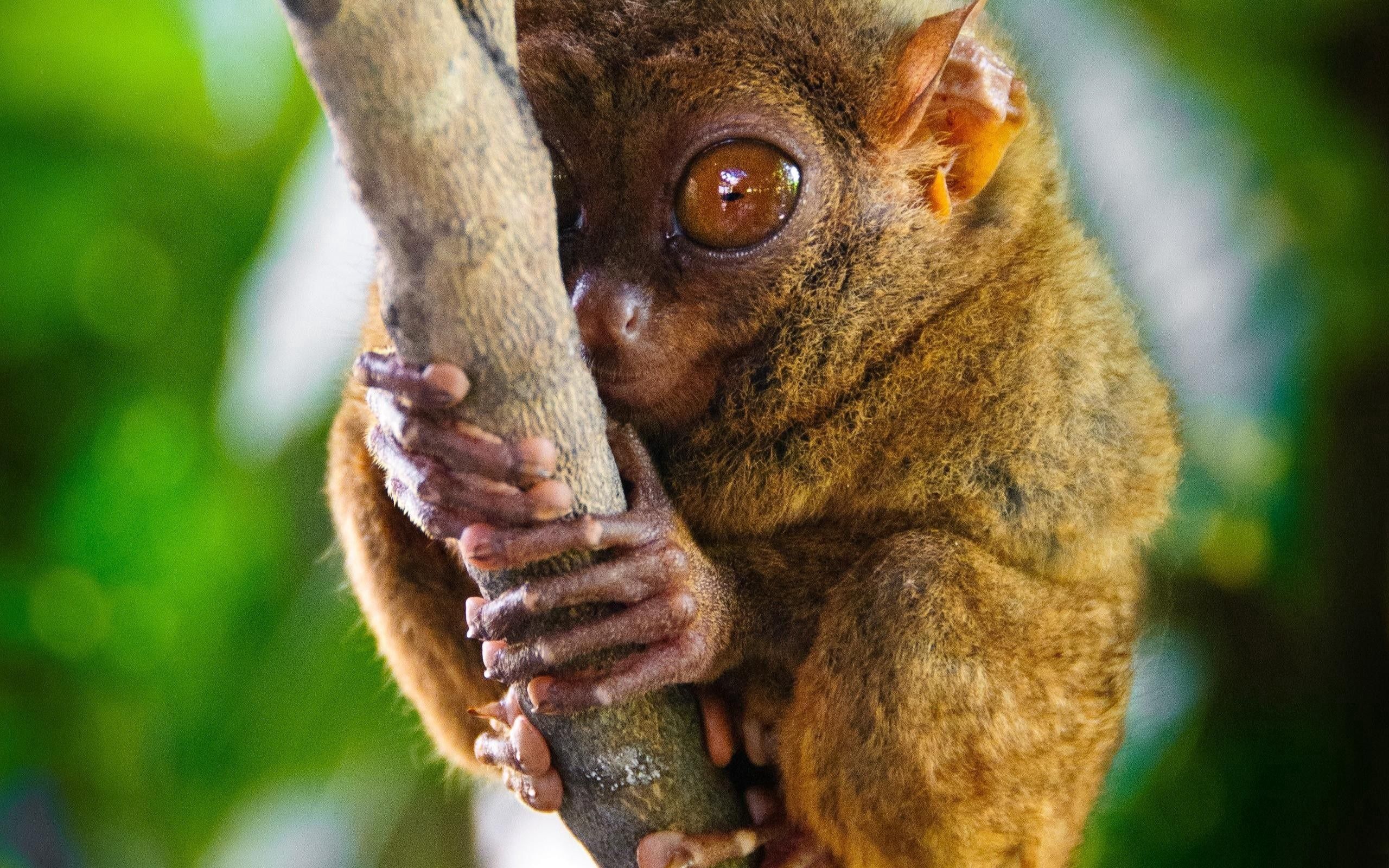 156379 скачать обои долгопят, животные, большие глаза, tarsier, род приматов - заставки и картинки бесплатно