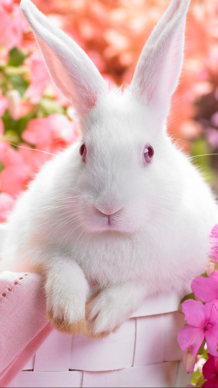 Handy-Wallpaper Tiere, Kaninchen, Rosa, Blume, Süß, Hase kostenlos herunterladen.