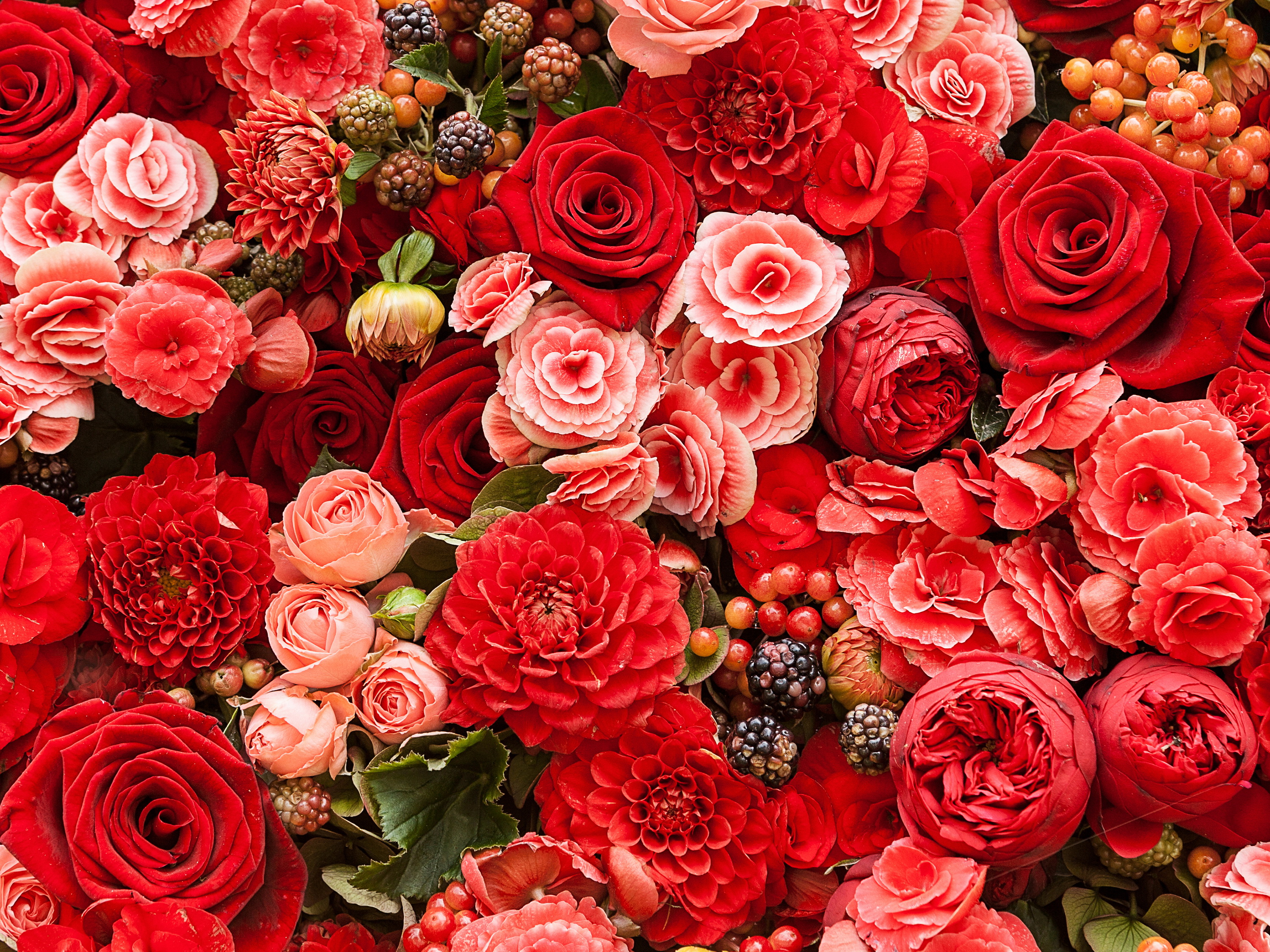 Скачати мобільні шпалери Квітка, Роза, Земля, Жоржина, Червона Квітка, Впритул, Рожева Квітка, Ранункула, Флауерзи безкоштовно.