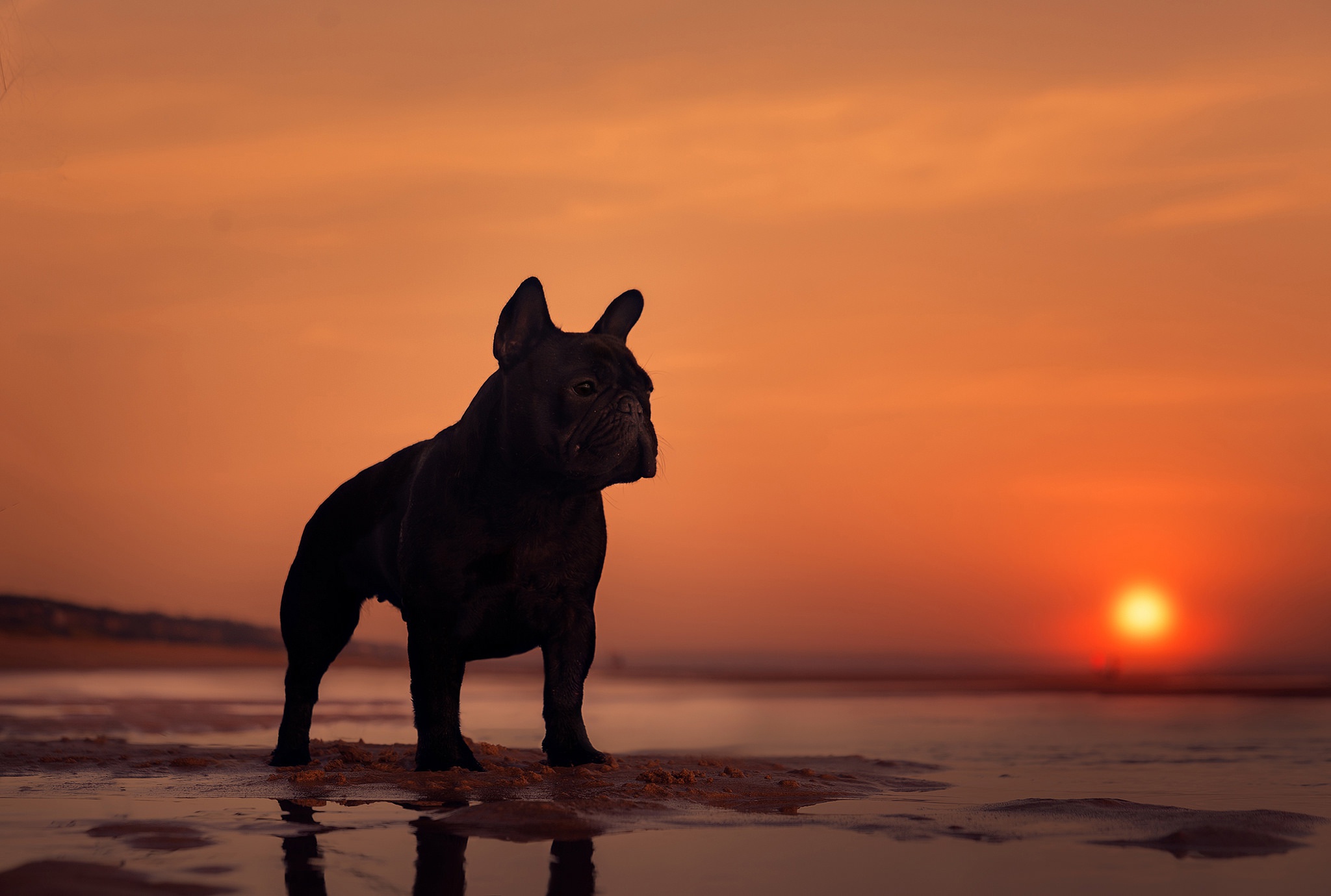 Download mobile wallpaper Dogs, Sunset, Silhouette, Dog, Animal, French Bulldog for free.