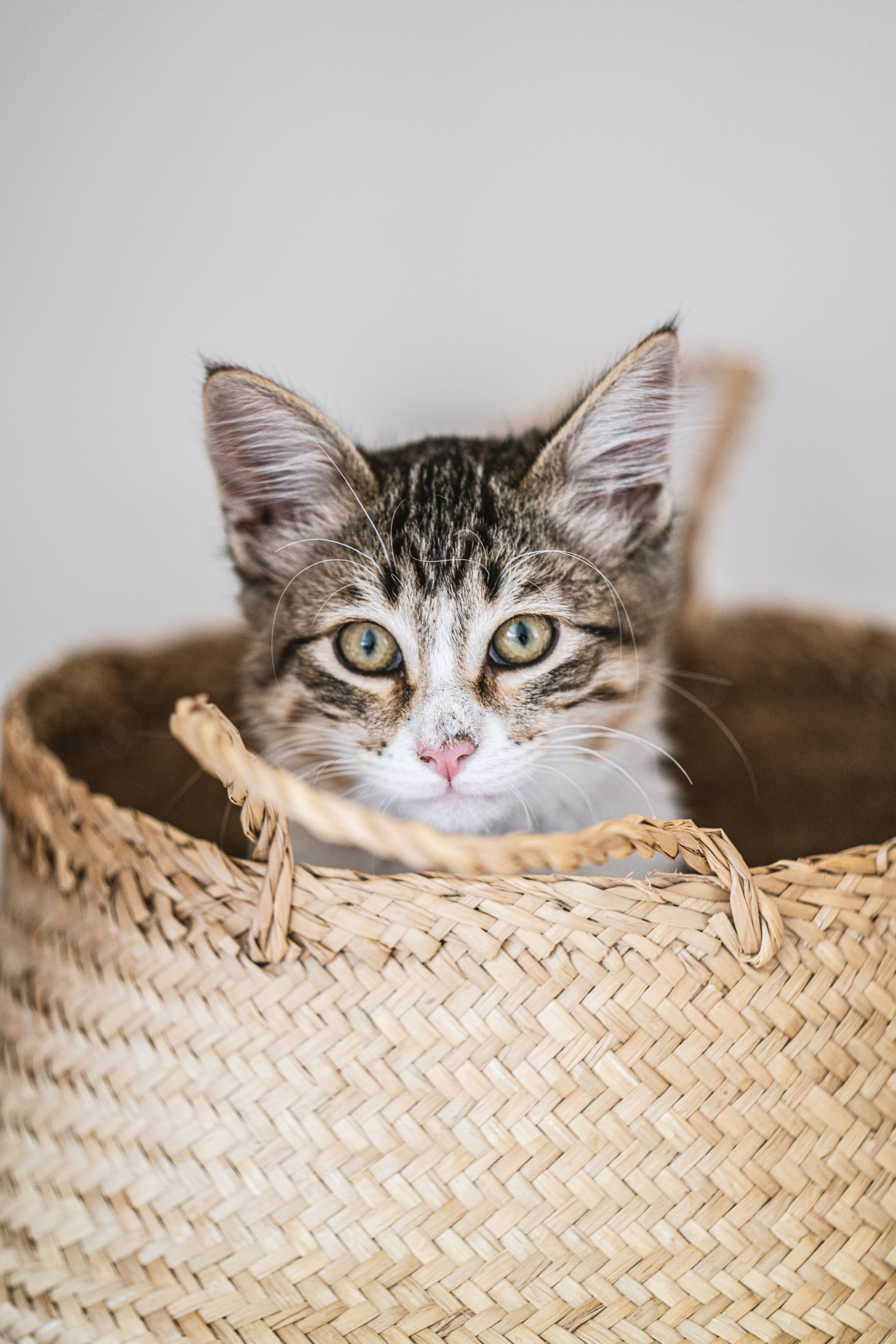 sight, animals, kitty, kitten, pet, opinion, basket wallpaper for mobile