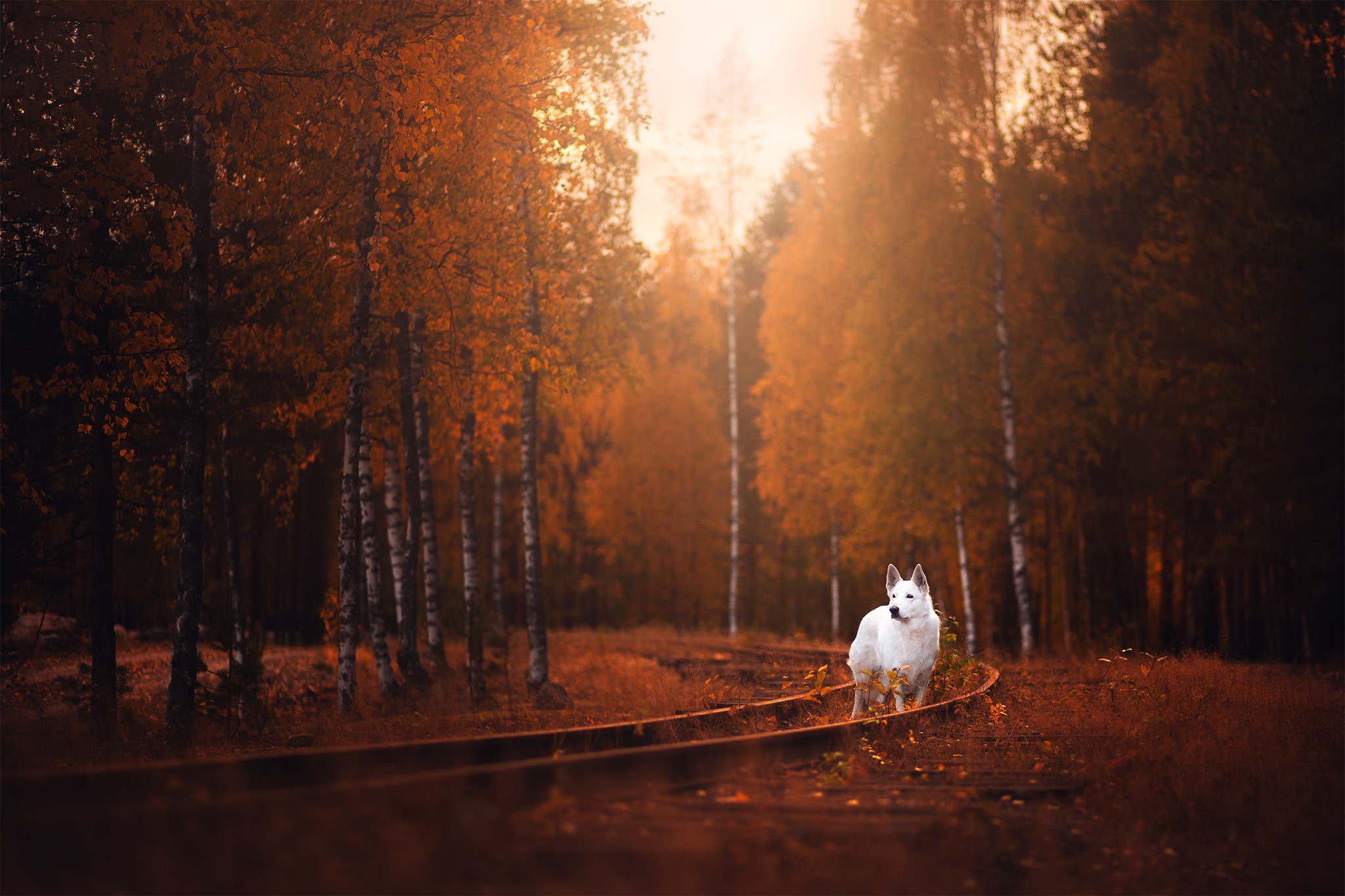 Download mobile wallpaper Dogs, Dog, Fall, Animal, Railroad, Depth Of Field for free.