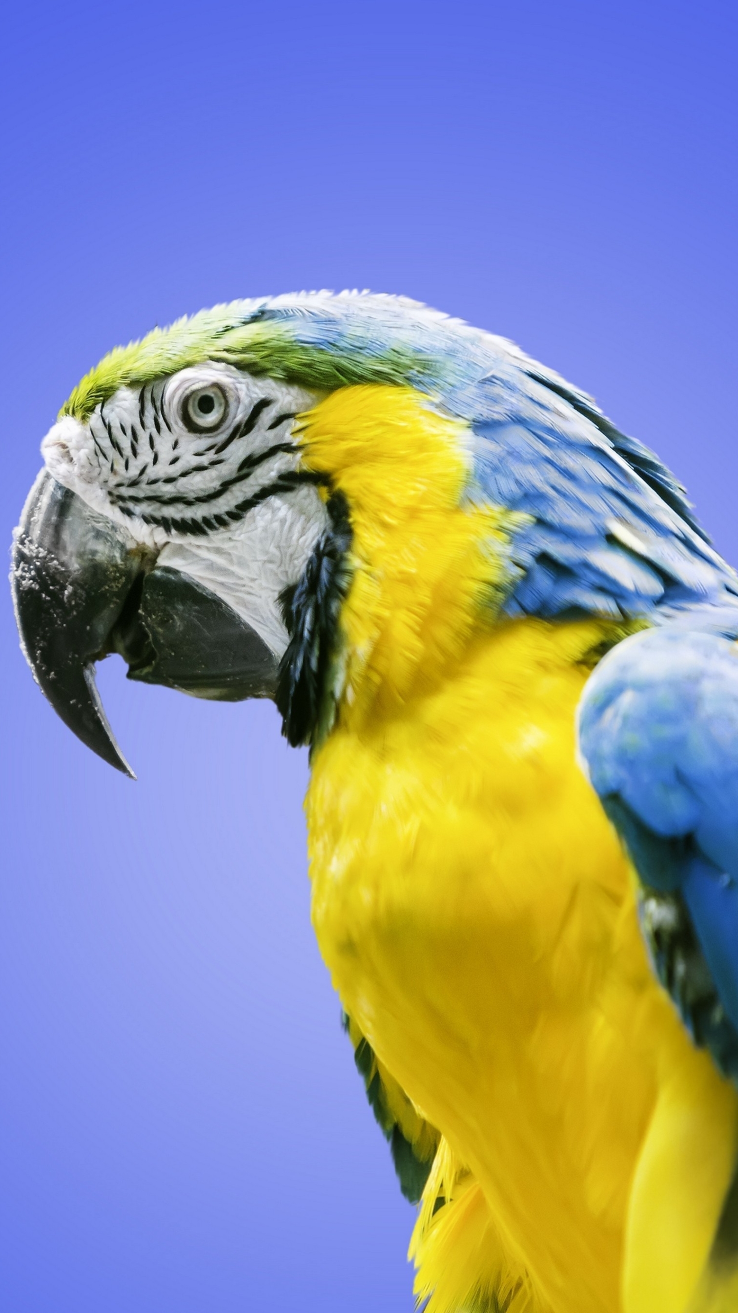 Baixar papel de parede para celular de Animais, Aves, Arara, Papagaio gratuito.