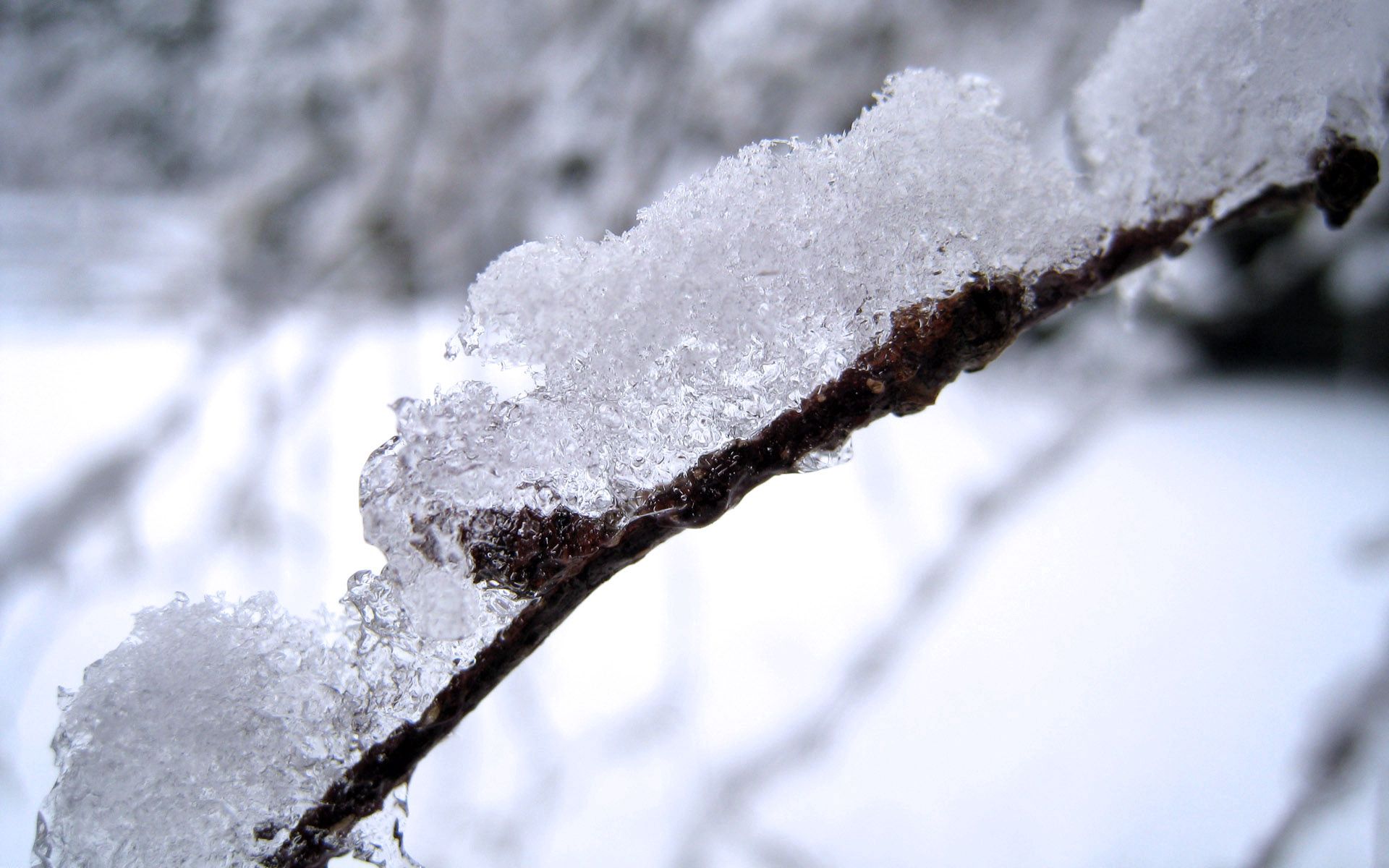 Download mobile wallpaper Branch, Snow, Macro, Brown for free.