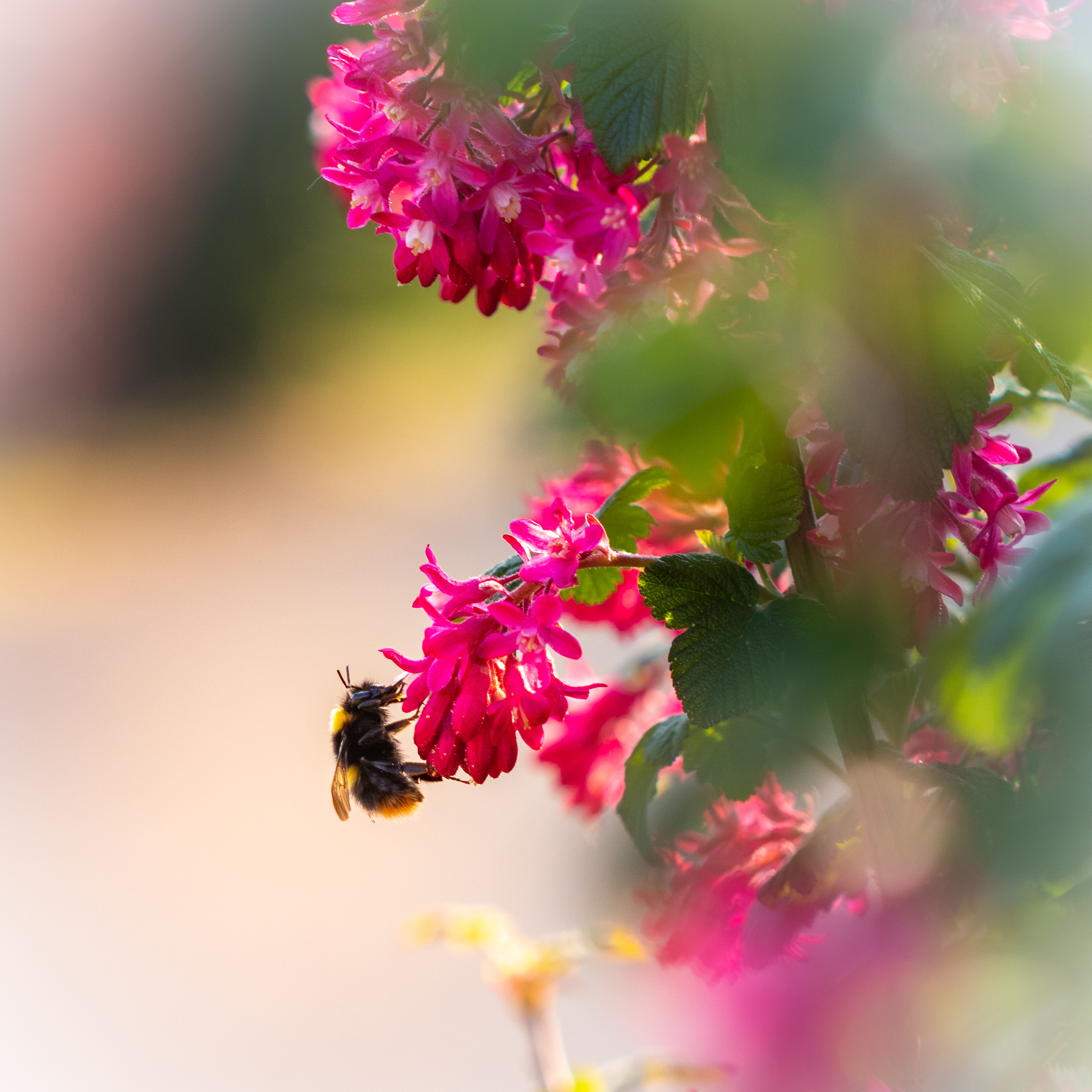Download mobile wallpaper Pollen, Macro, Bumblebee, Flowers for free.