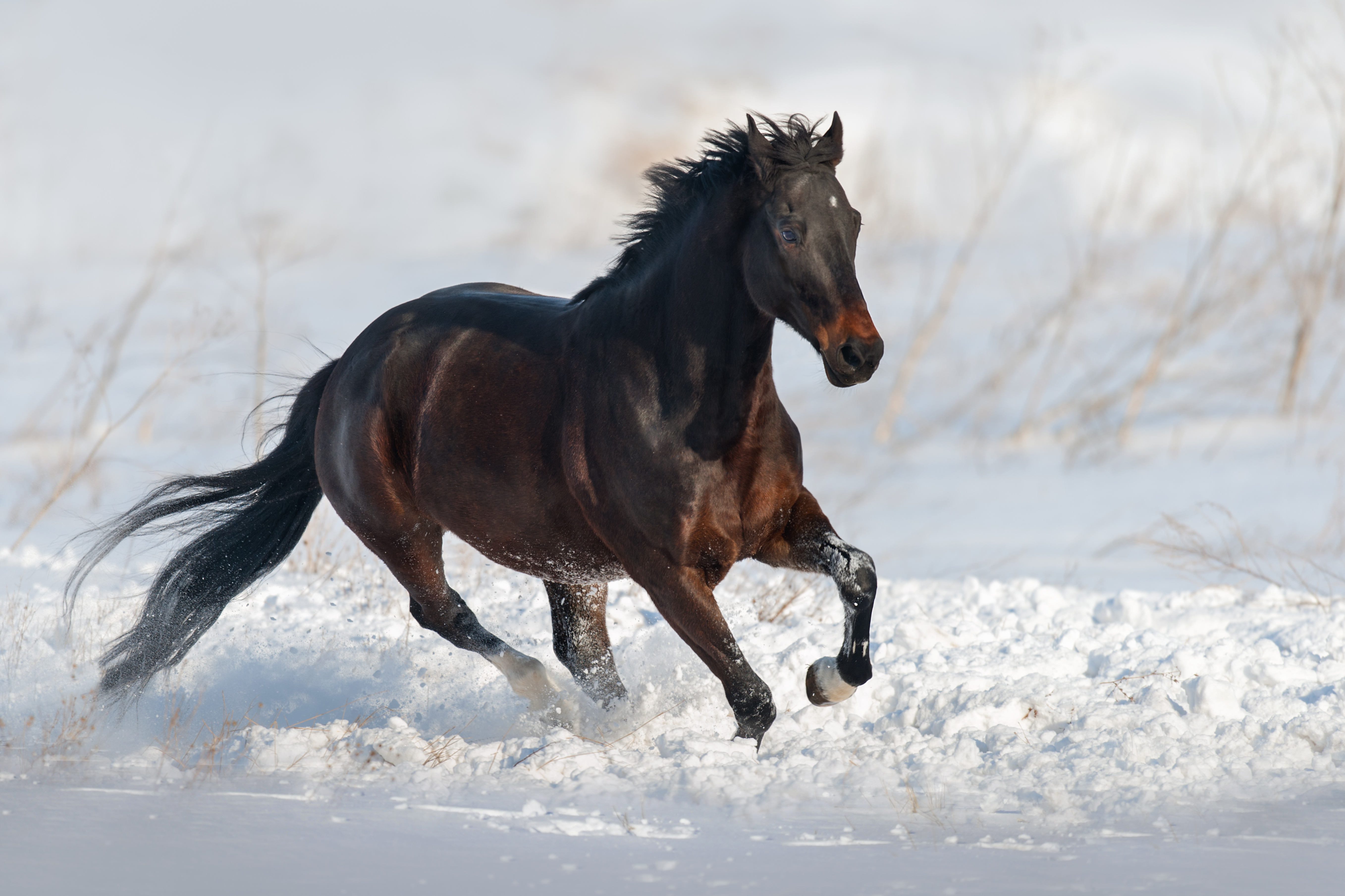 Free download wallpaper Horse, Animal on your PC desktop