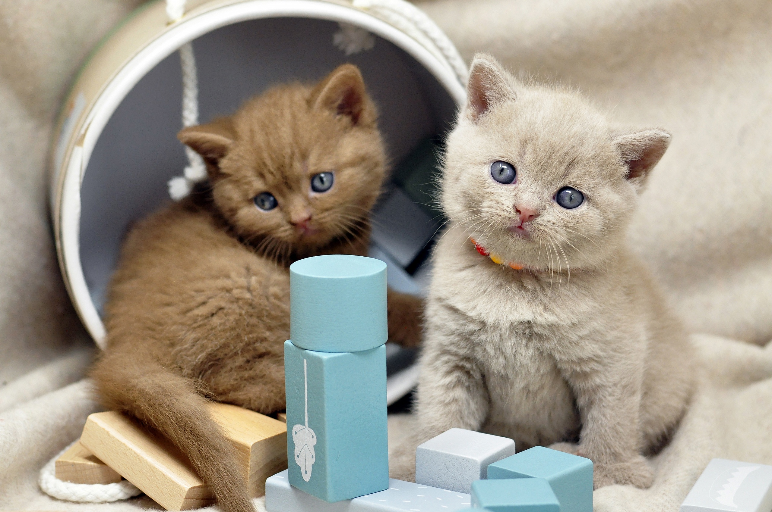 Download mobile wallpaper Cats, Kitten, Animal, British Shorthair, Baby Animal for free.