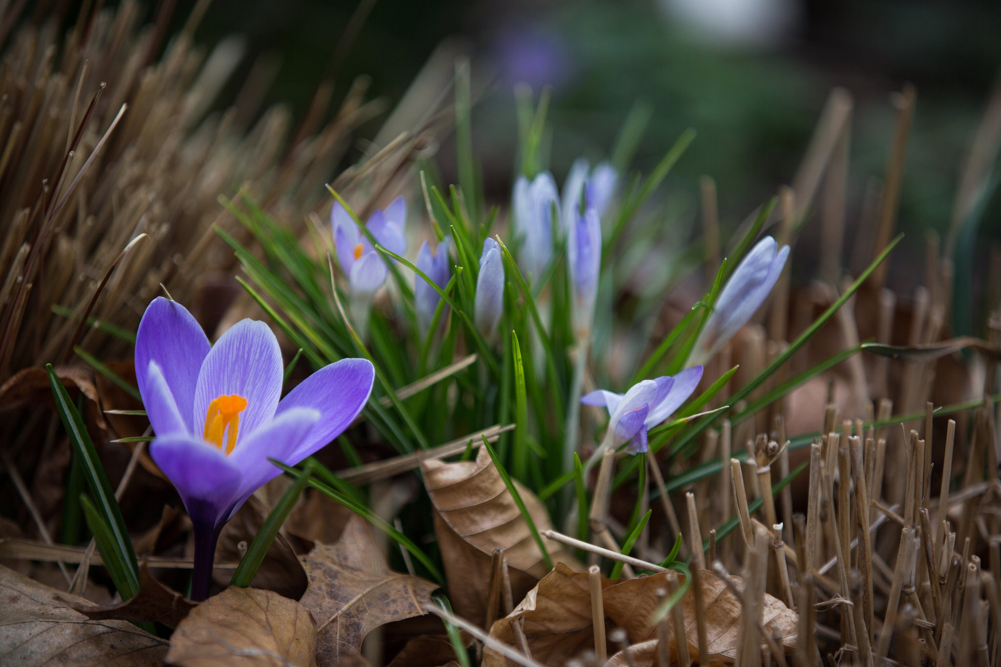 無料モバイル壁紙自然, フラワーズ, 花, 地球, 春, クロッカス, 紫色の花をダウンロードします。