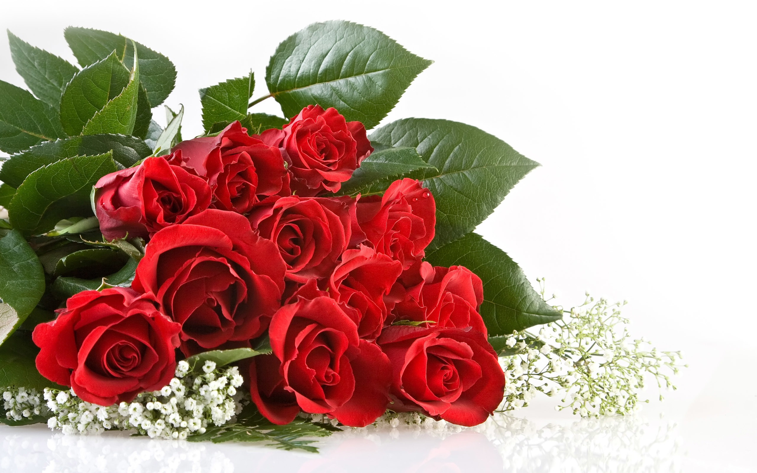 47881 завантажити шпалери рози, квіти, рослини, червоний - заставки і картинки безкоштовно