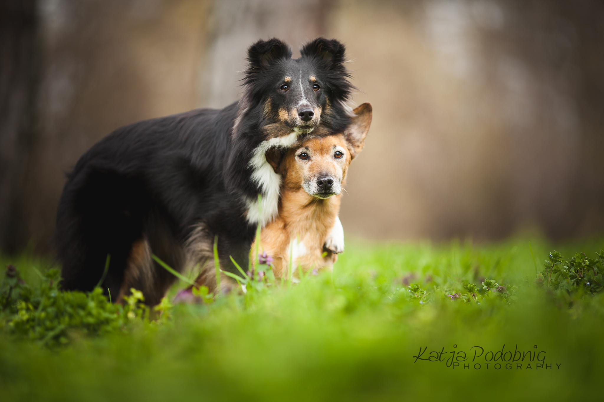 Baixar papel de parede para celular de Animais, Cães, Amor, Cão, Fofo gratuito.