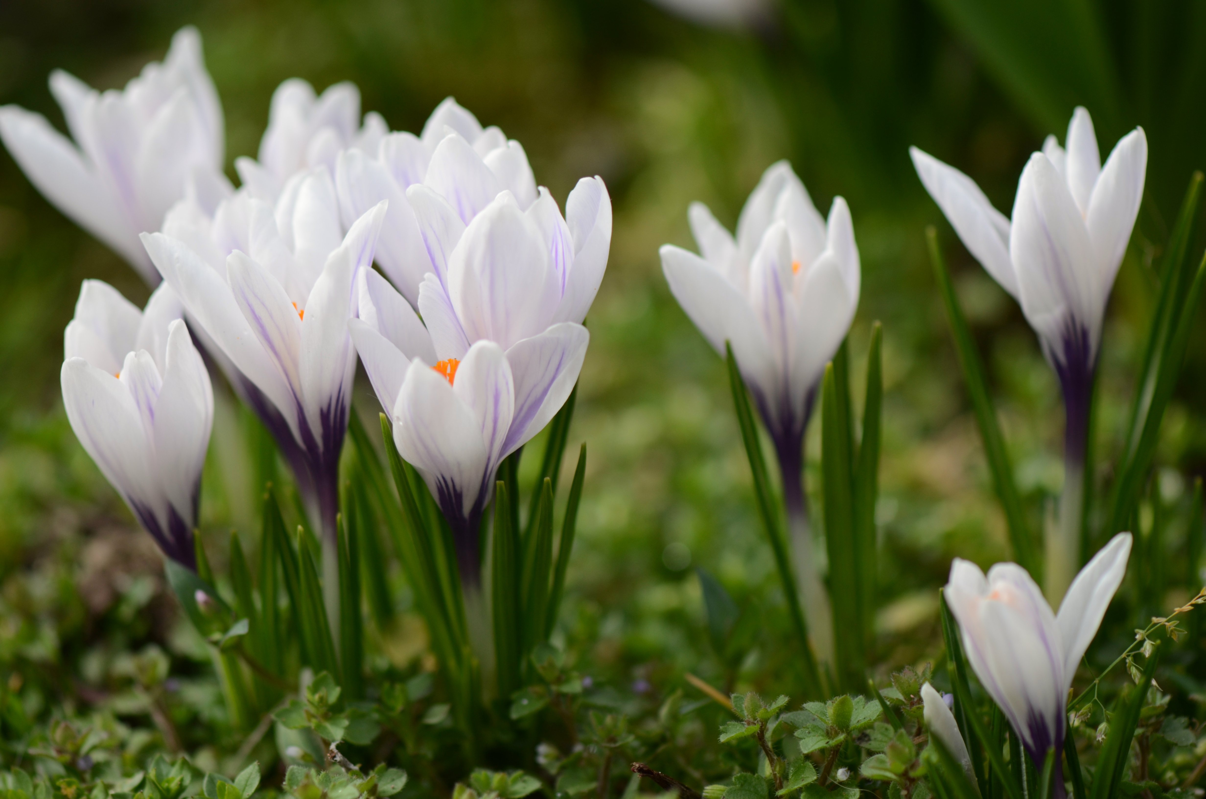 Baixe gratuitamente a imagem Flores, Flor, Primavera, Açafrão, Terra/natureza na área de trabalho do seu PC