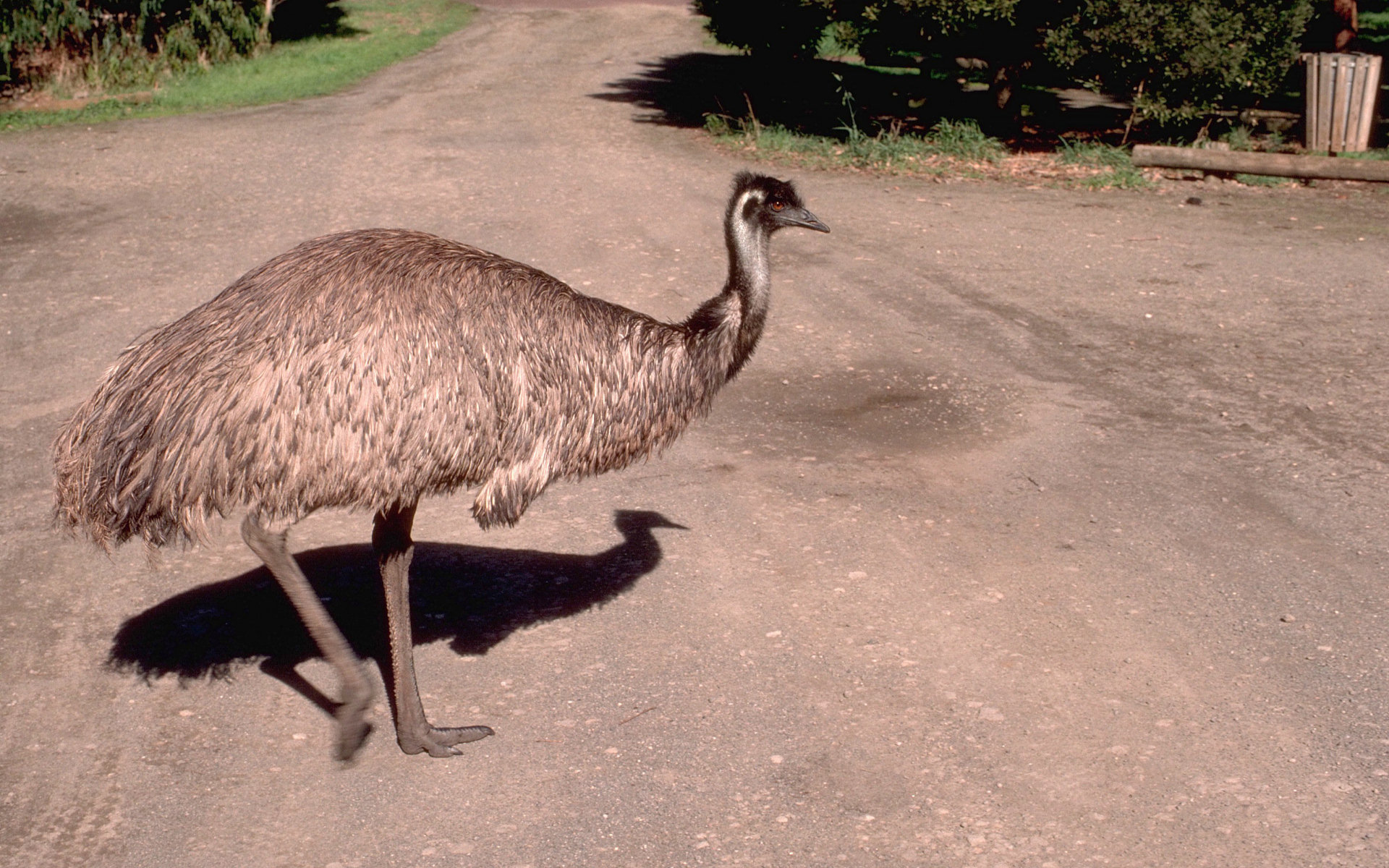 animal, emu, australian, bird, birds