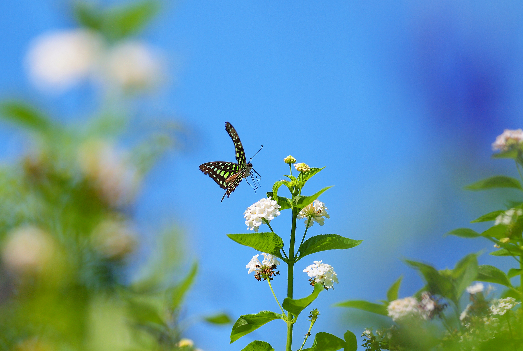 Download mobile wallpaper Plant, Insect, Butterfly, Animal, Bokeh for free.