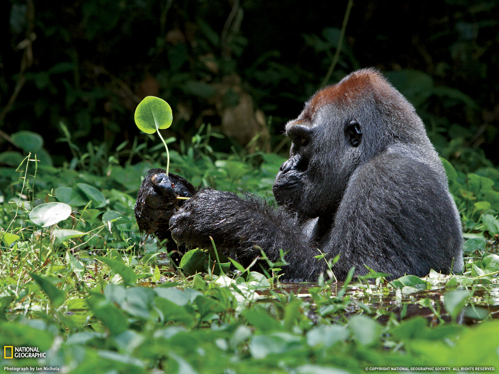 180171 Bild herunterladen tiere, gorilla, affen - Hintergrundbilder und Bildschirmschoner kostenlos