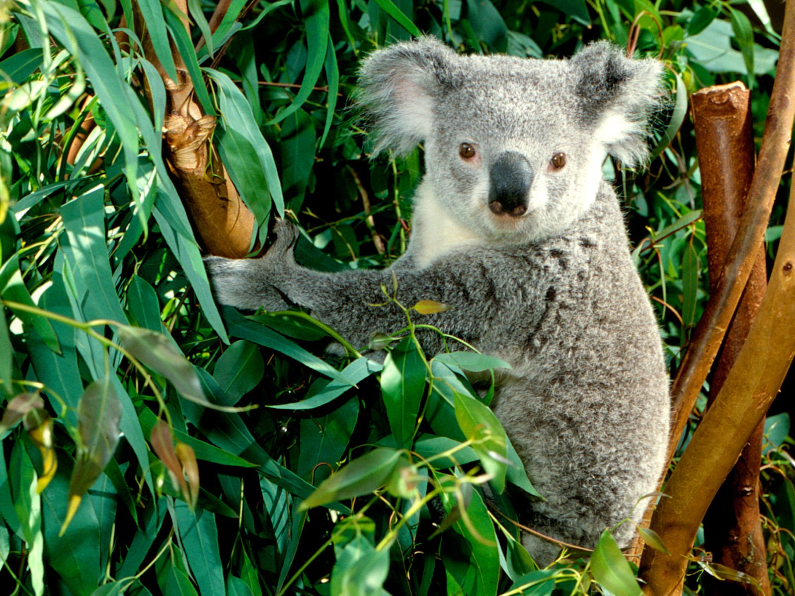 608002 Bild herunterladen tiere, koala - Hintergrundbilder und Bildschirmschoner kostenlos