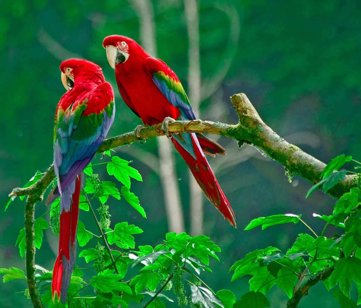Download mobile wallpaper Birds, Bird, Branch, Animal, Macaw, Parrot, Red And Green Macaw for free.
