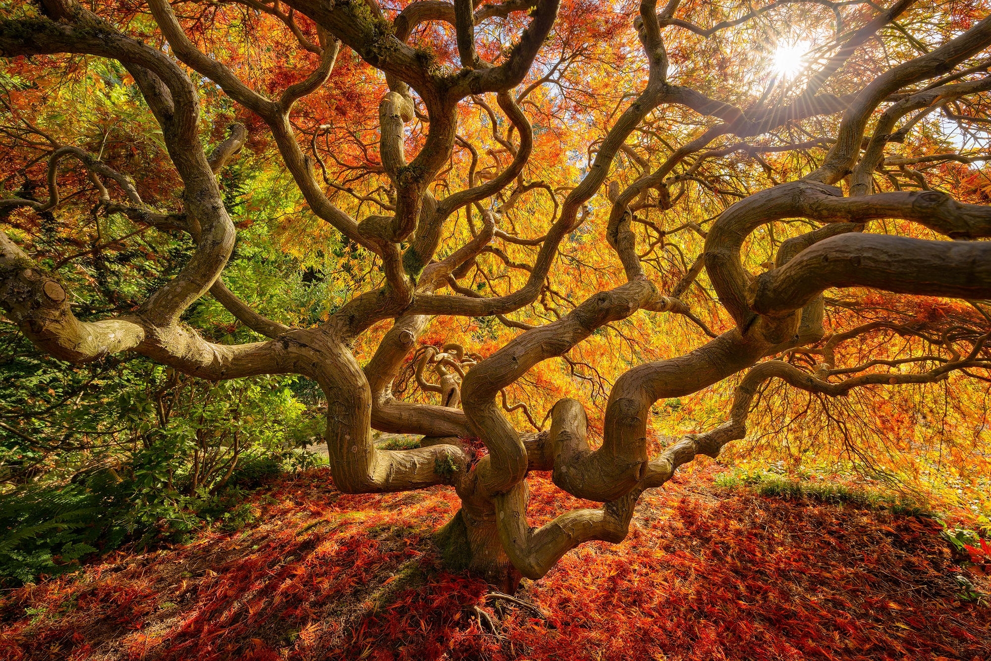 Скачать обои бесплатно Природа, Осень, Дерево, Листва, Земля/природа, Искривленное Дерево картинка на рабочий стол ПК