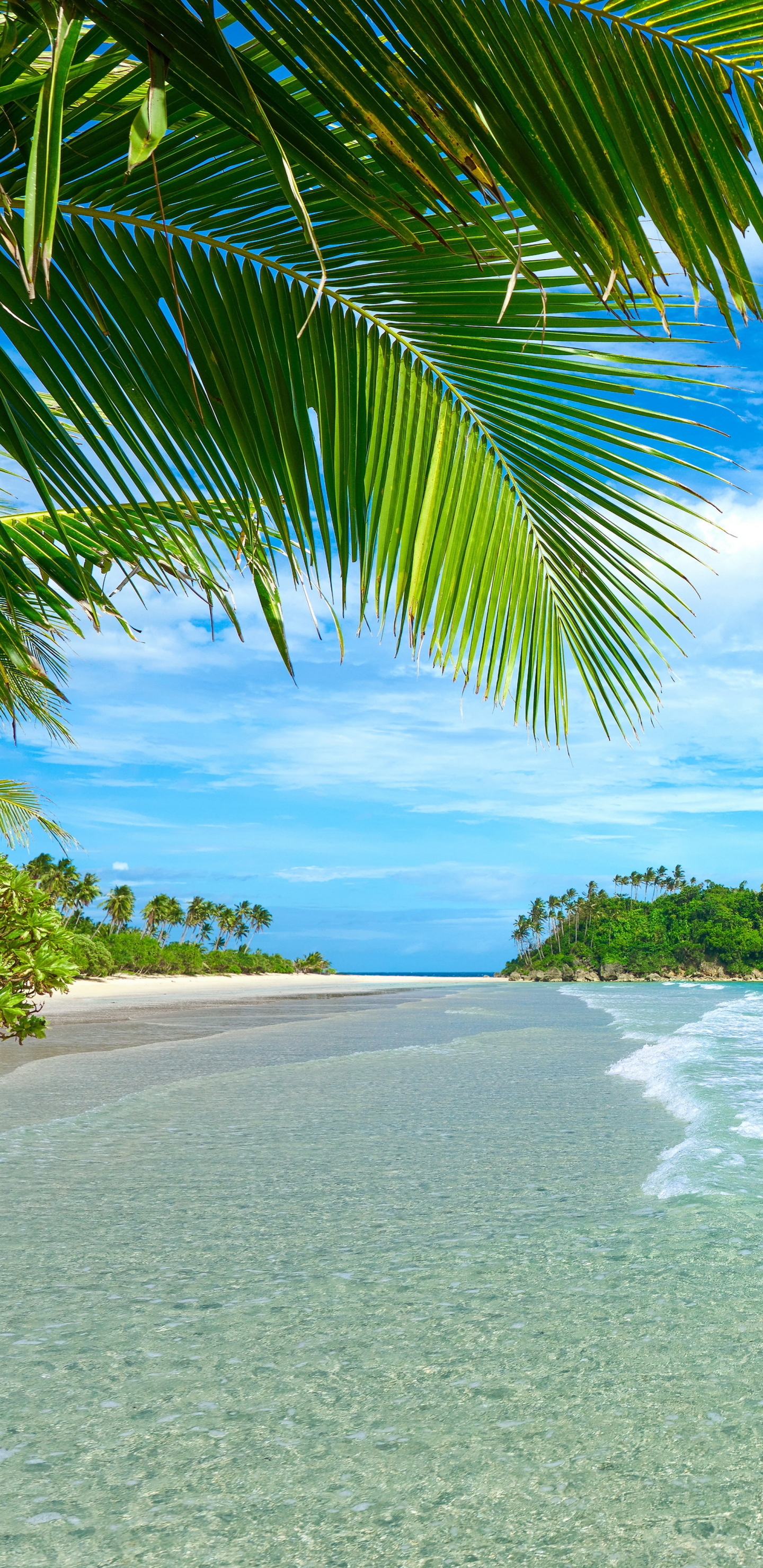 Скачать картинку Море, Пляж, Пальмы, Горизонт, Океан, Пальма, Тропический, Бирюзовый, Земля/природа в телефон бесплатно.