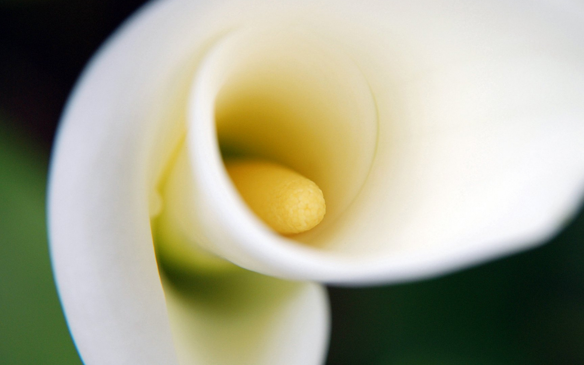 Téléchargez gratuitement l'image Fleurs, Fleur, Terre/nature sur le bureau de votre PC