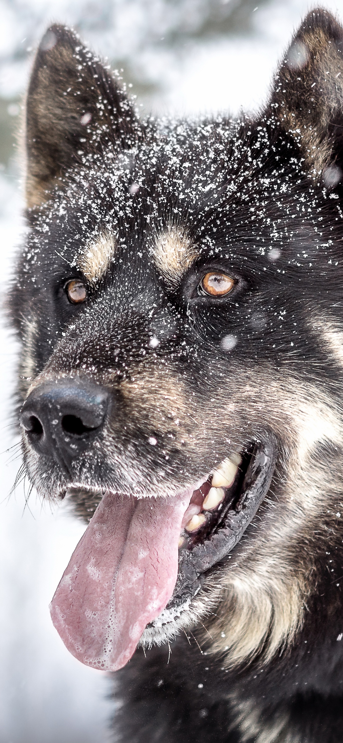 無料モバイル壁紙動物, 冬, 犬, 銃口, 降雪, シベリアンハスキーをダウンロードします。