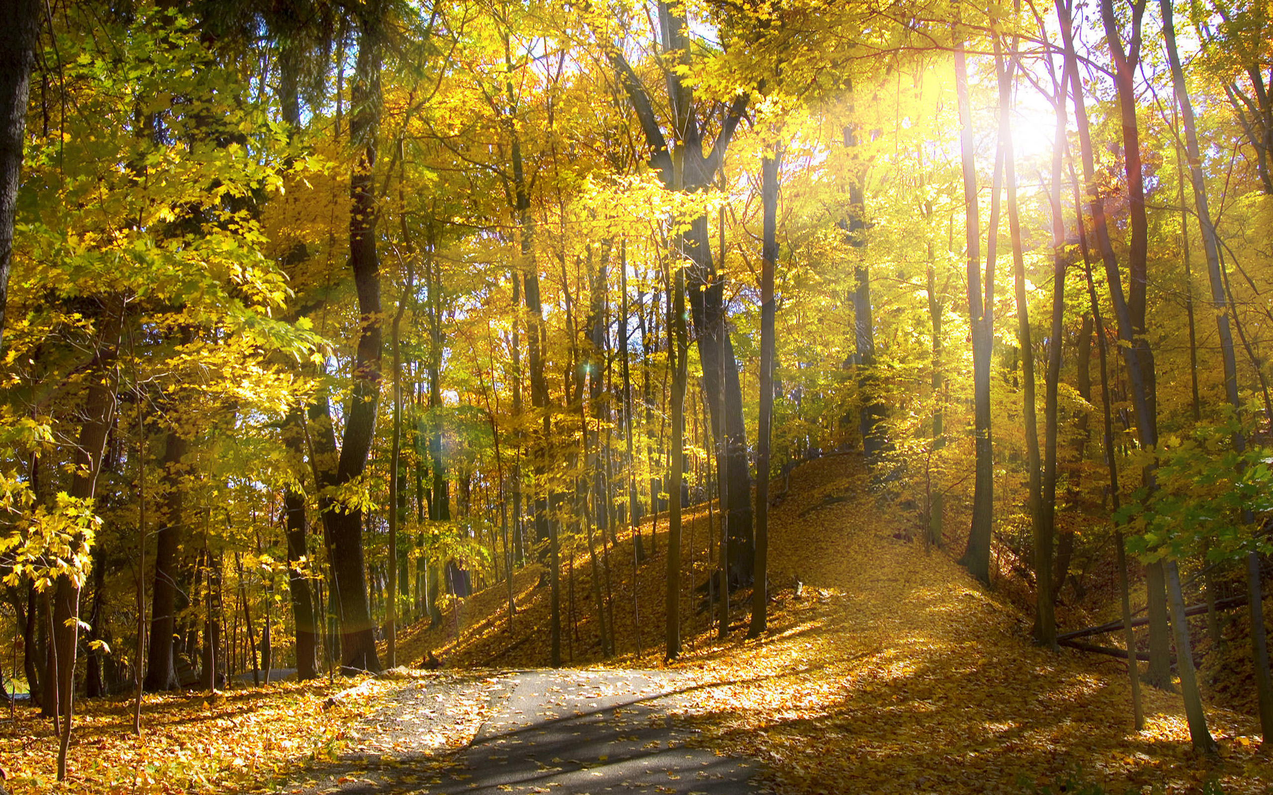 無料モバイル壁紙森, 秋, 自然, 木, 地球をダウンロードします。