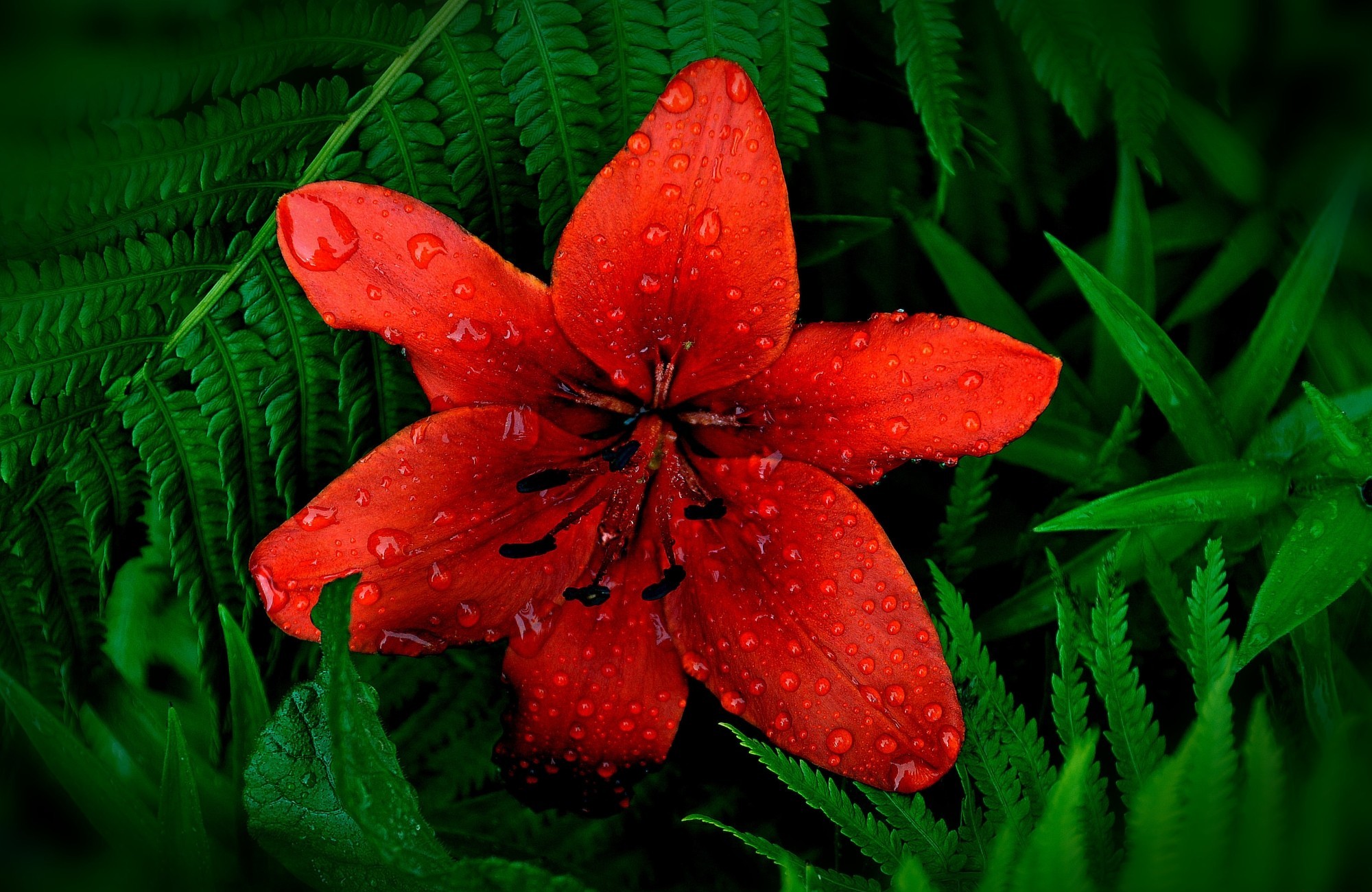 Free download wallpaper Flowers, Earth, Lily, Dew on your PC desktop