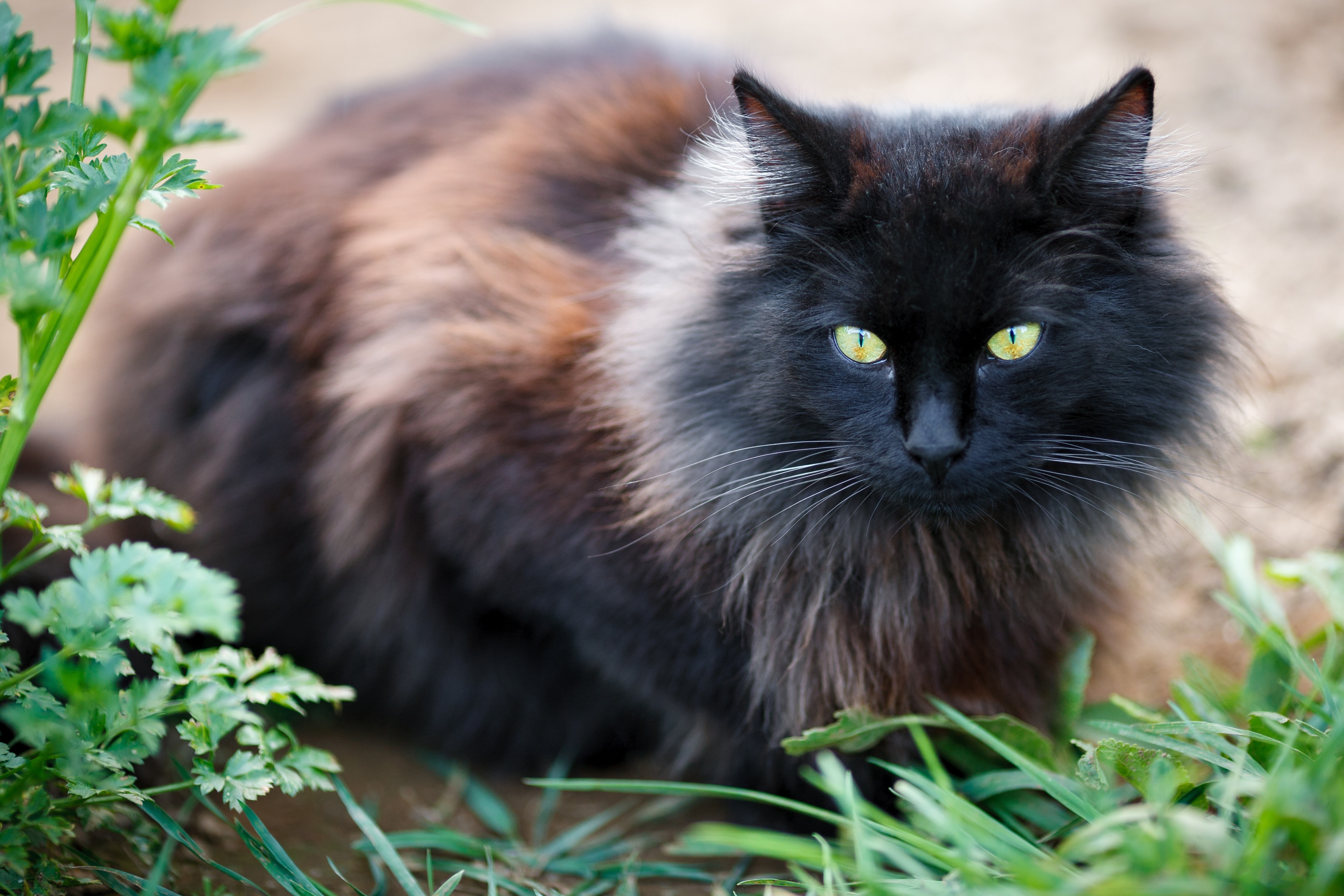 無料モバイル壁紙動物, ネコ, 猫をダウンロードします。