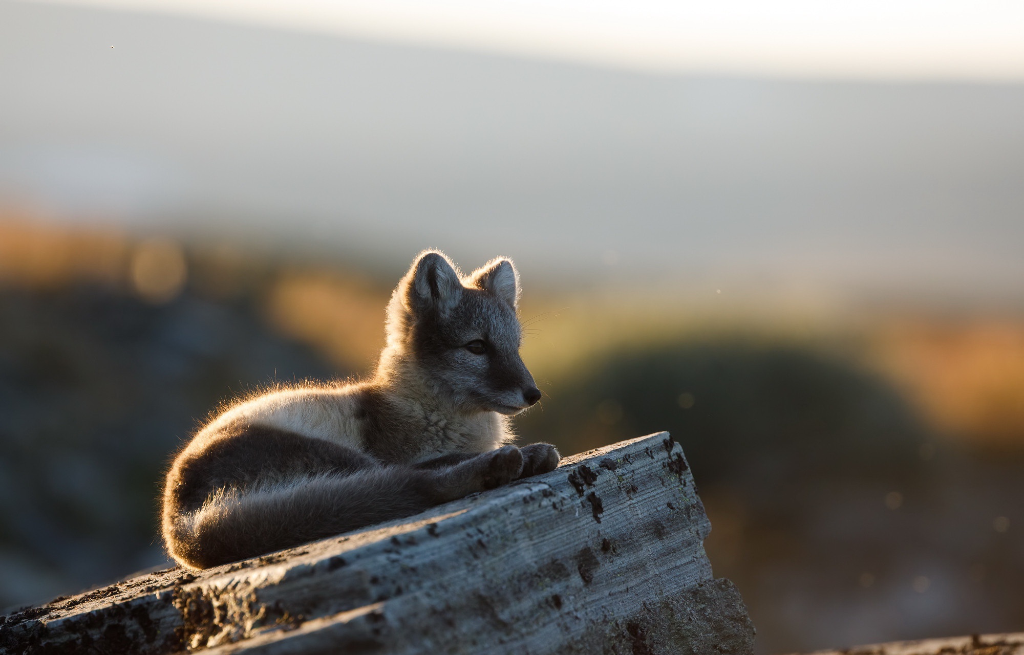 Download mobile wallpaper Dogs, Animal, Arctic Fox, Baby Animal for free.