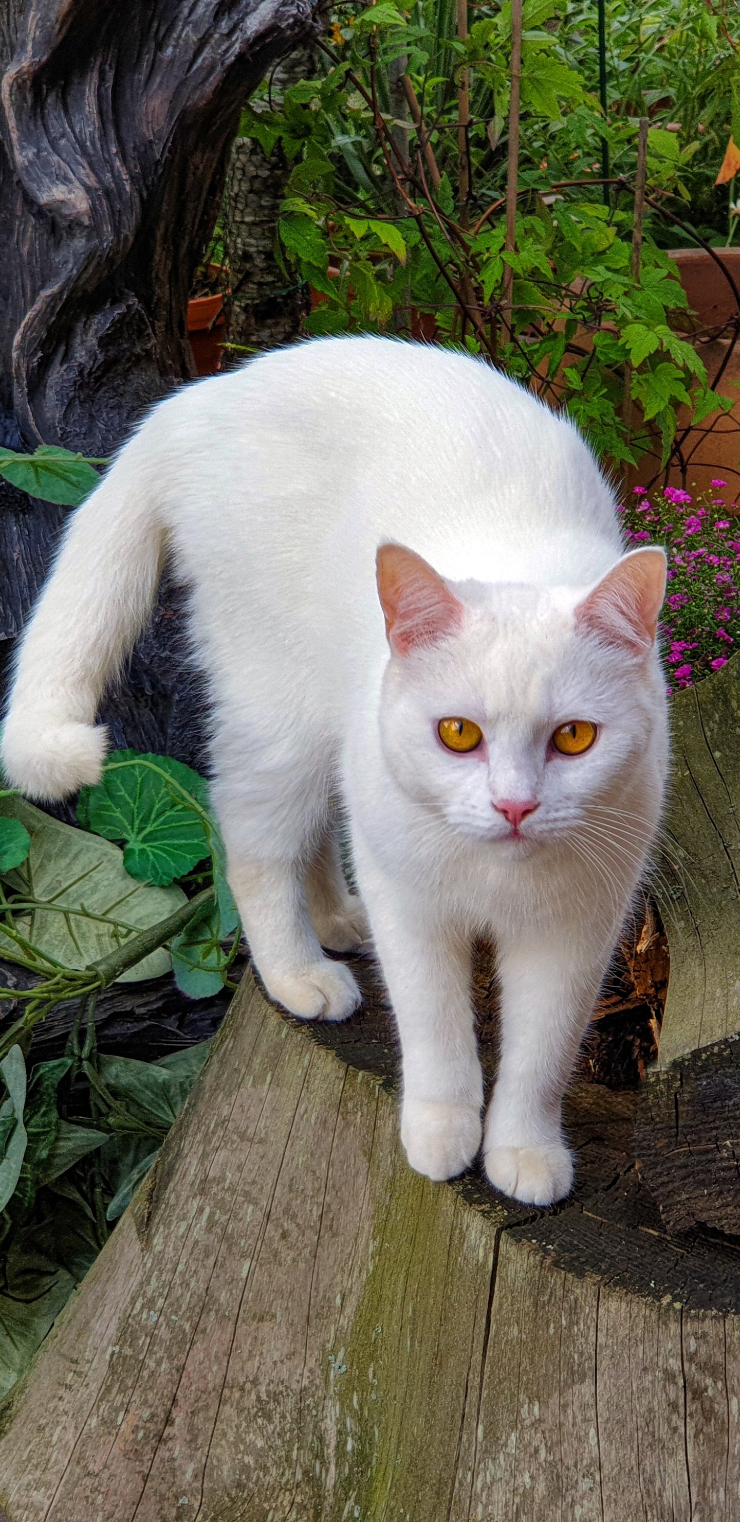 Baixar papel de parede para celular de Animais, Gatos, Gato gratuito.