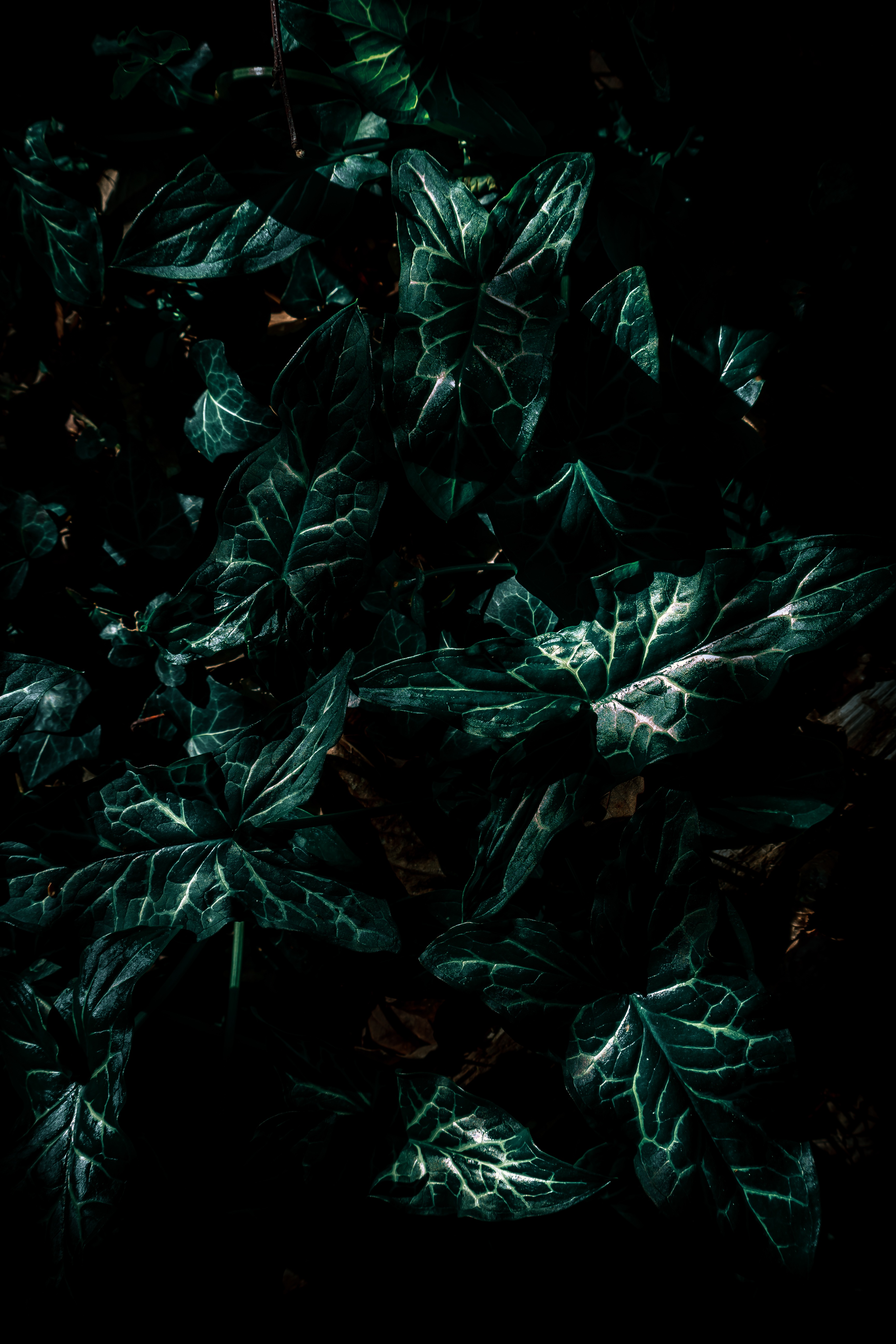 Скачать обои бесплатно Зеленый, Растение, Темный, Темные, Листья картинка на рабочий стол ПК