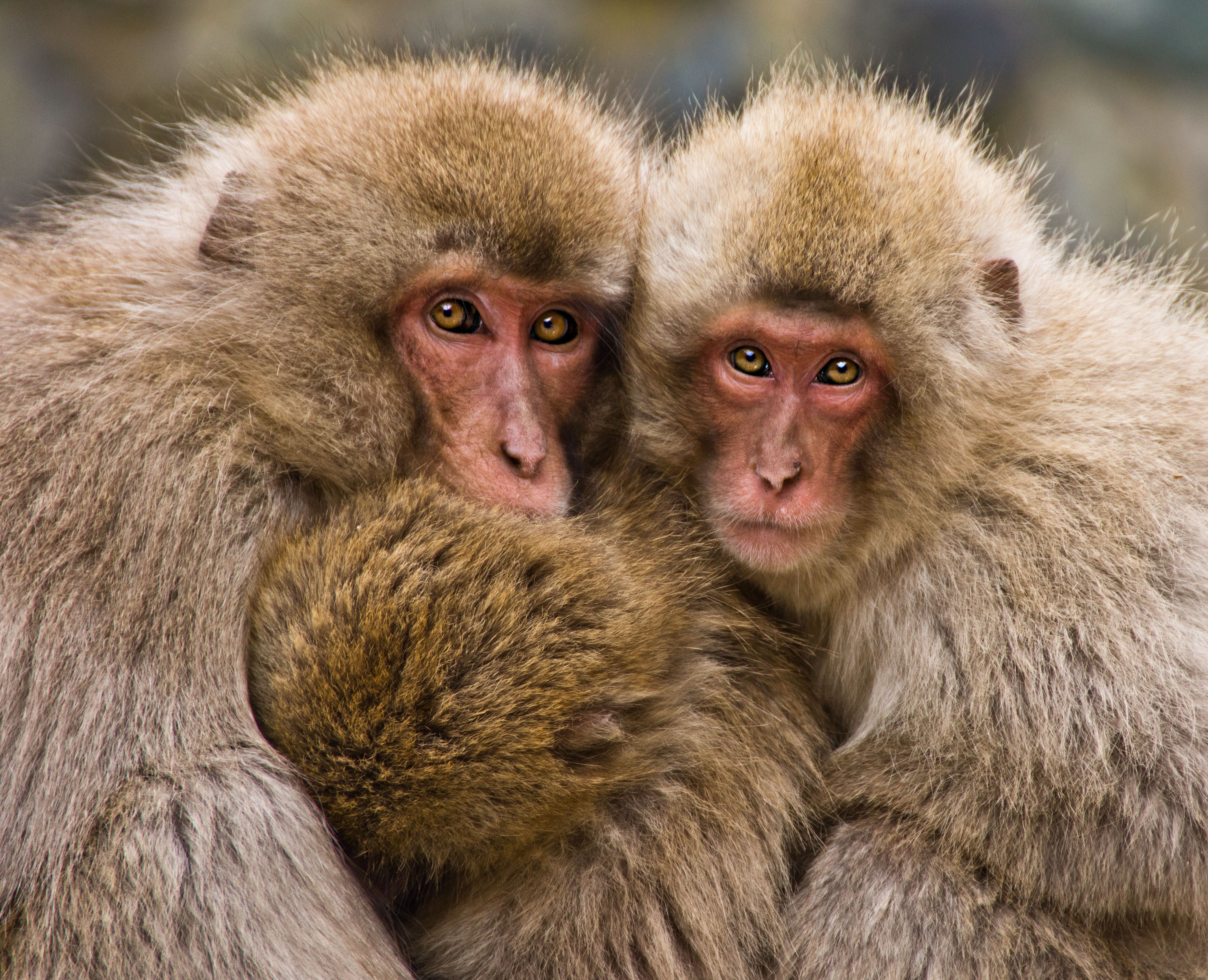 Laden Sie das Tiere, Affen, Japanmakak, Schnee Affe-Bild kostenlos auf Ihren PC-Desktop herunter